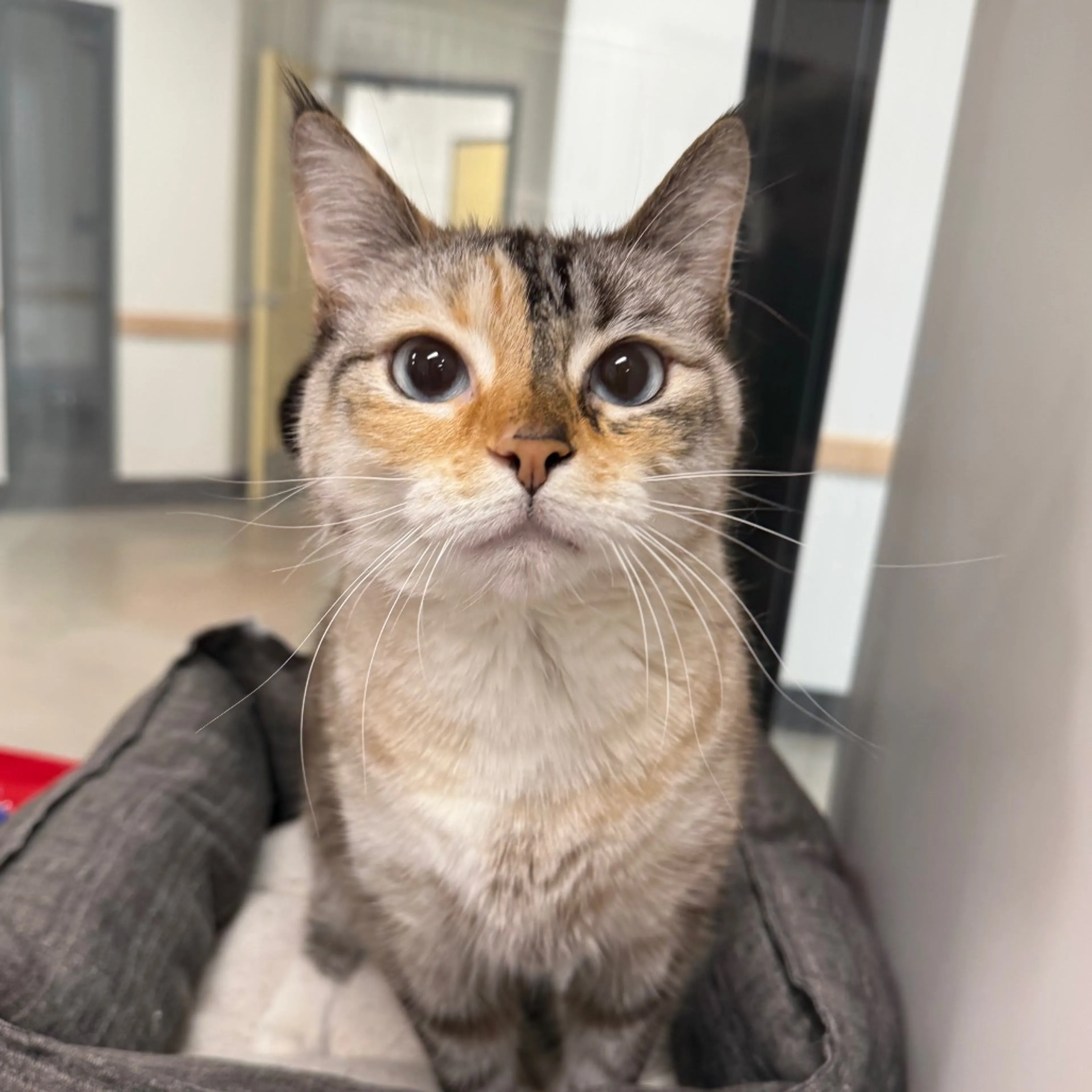Found pet-0