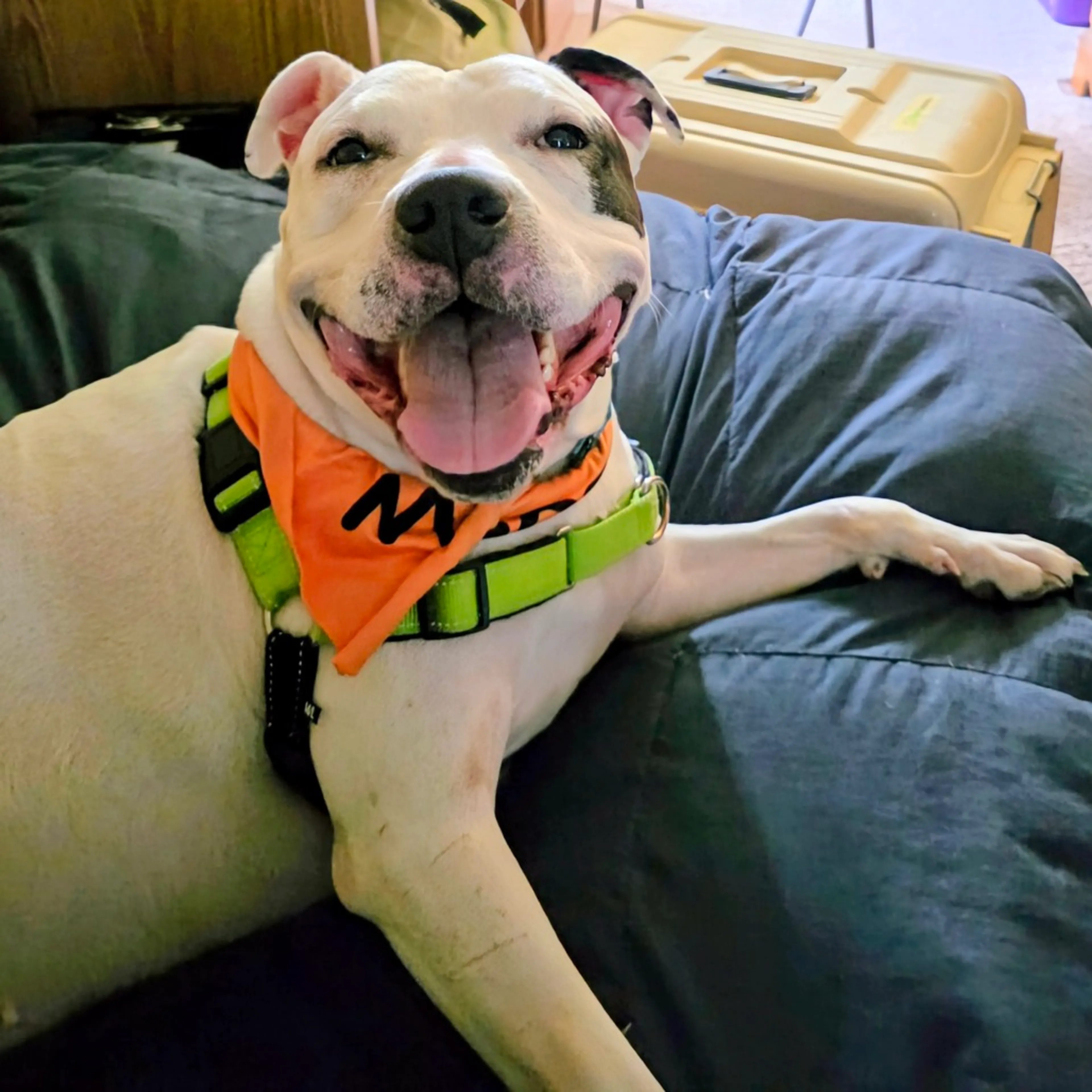 Found pet-10
