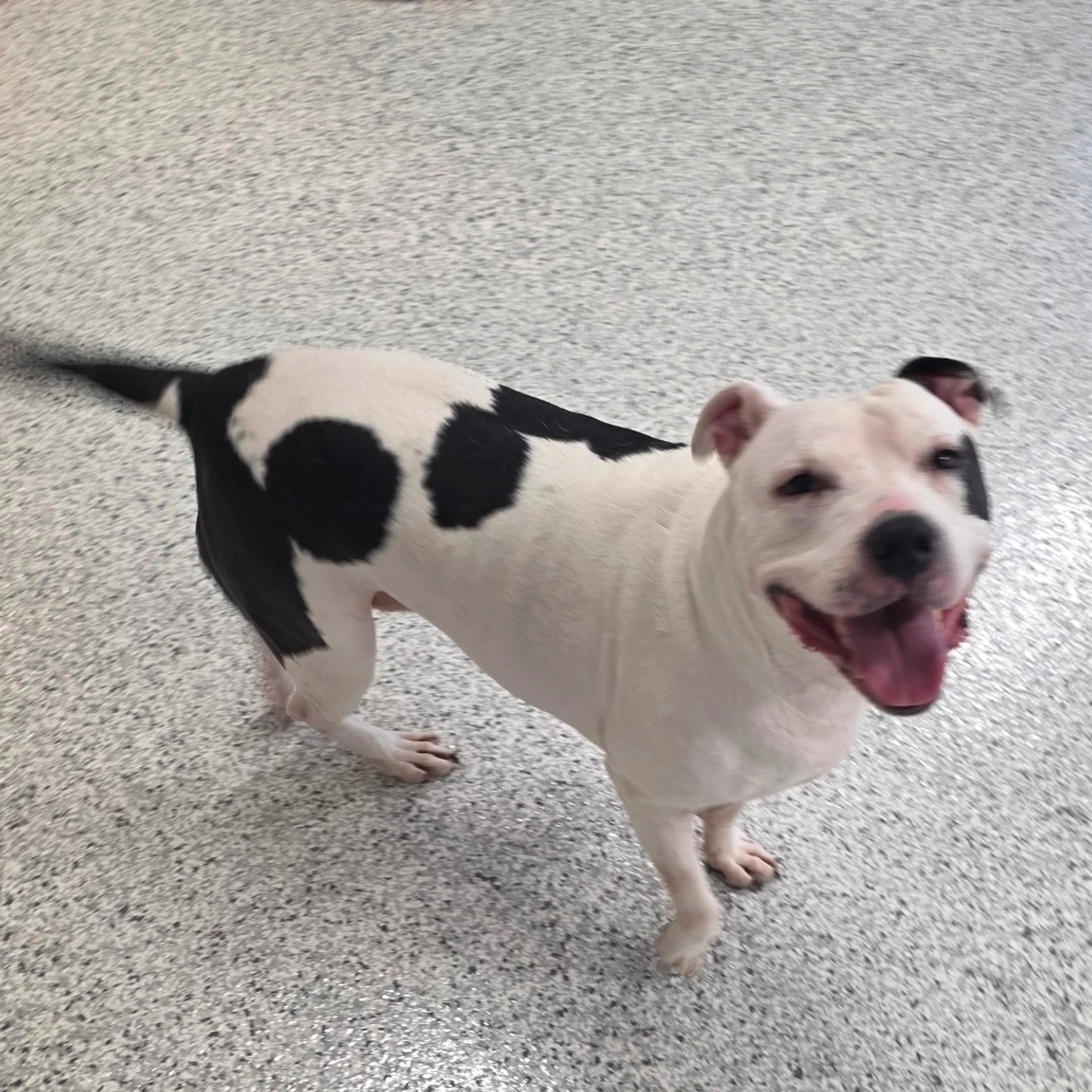 Found pet-14