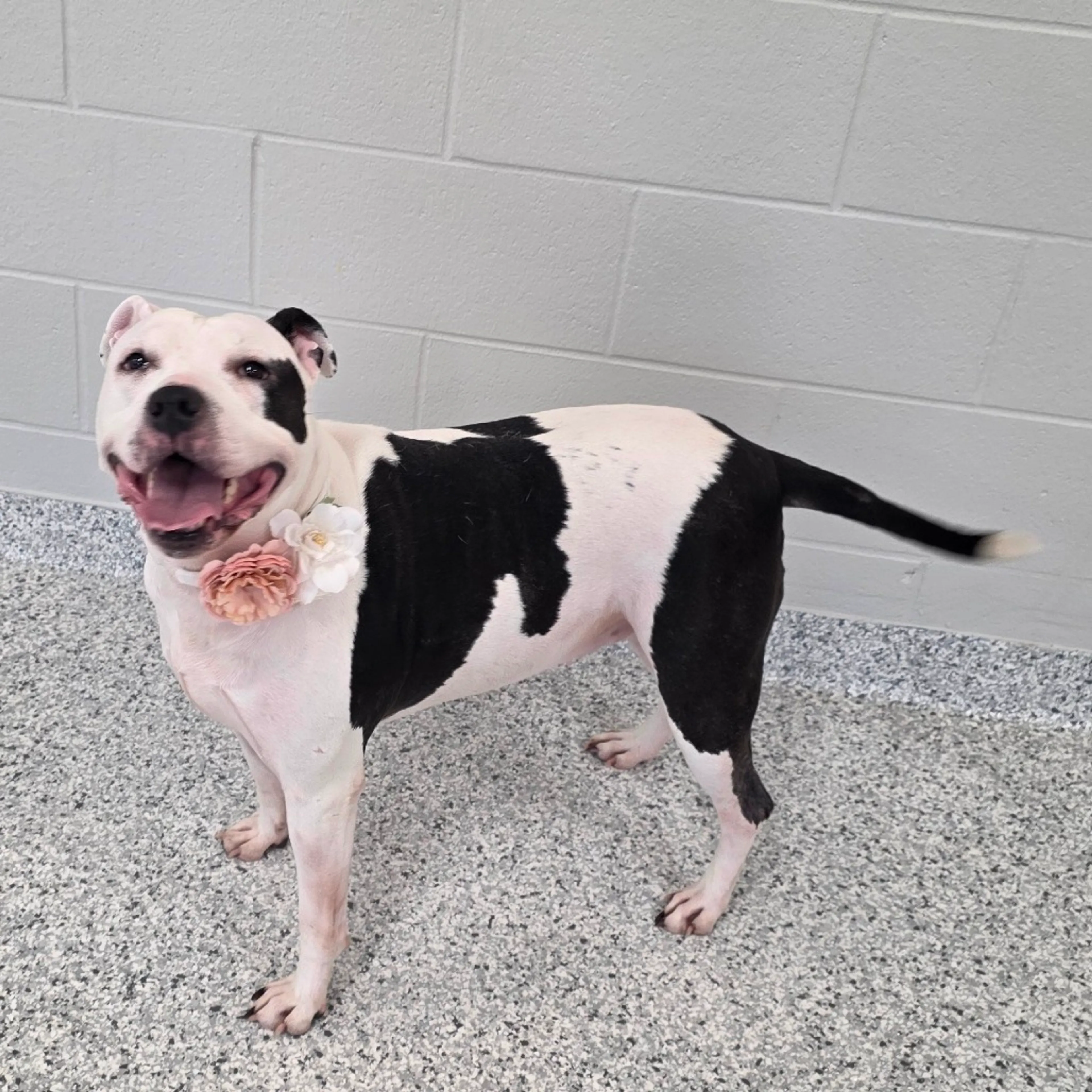 Found pet-11