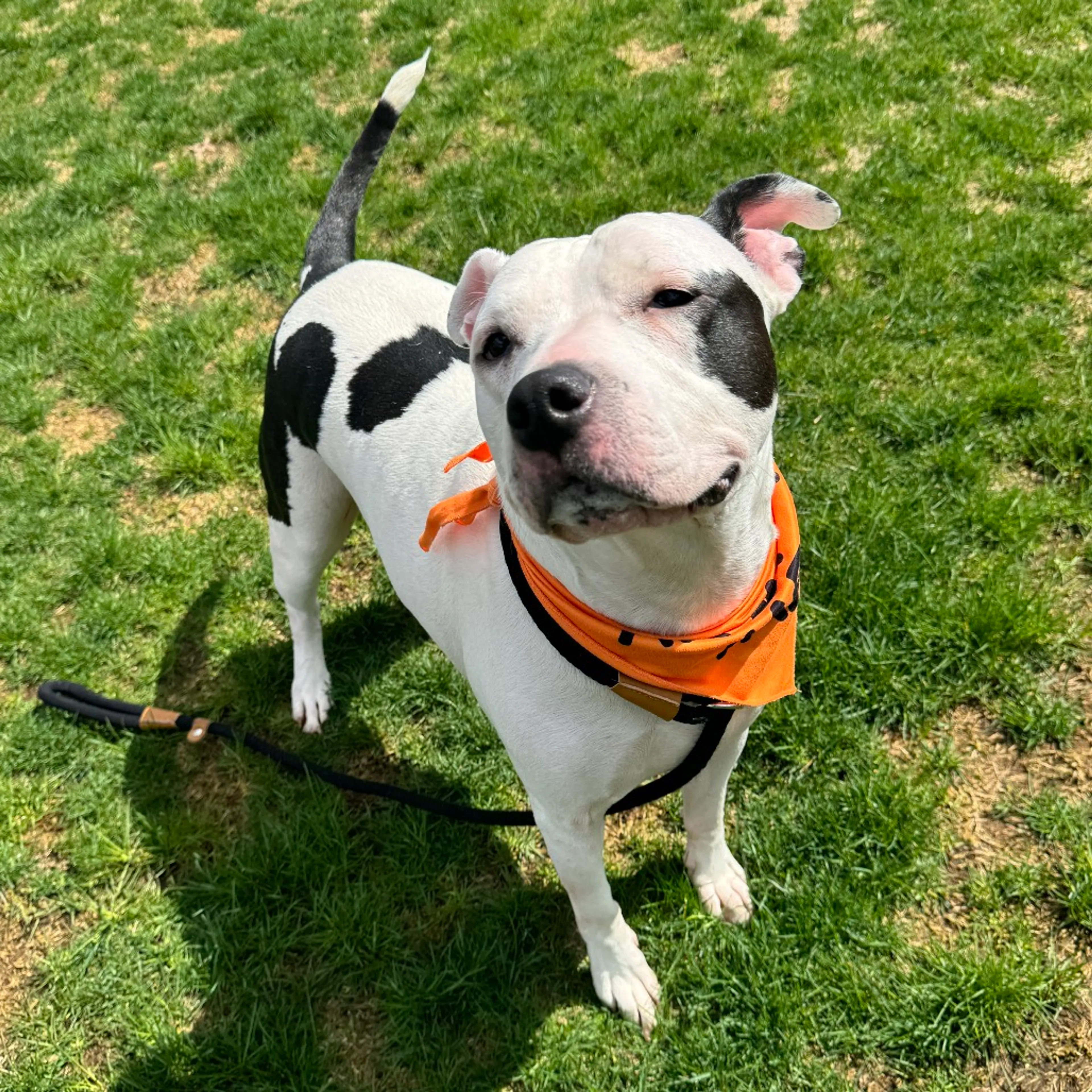 Found pet-5