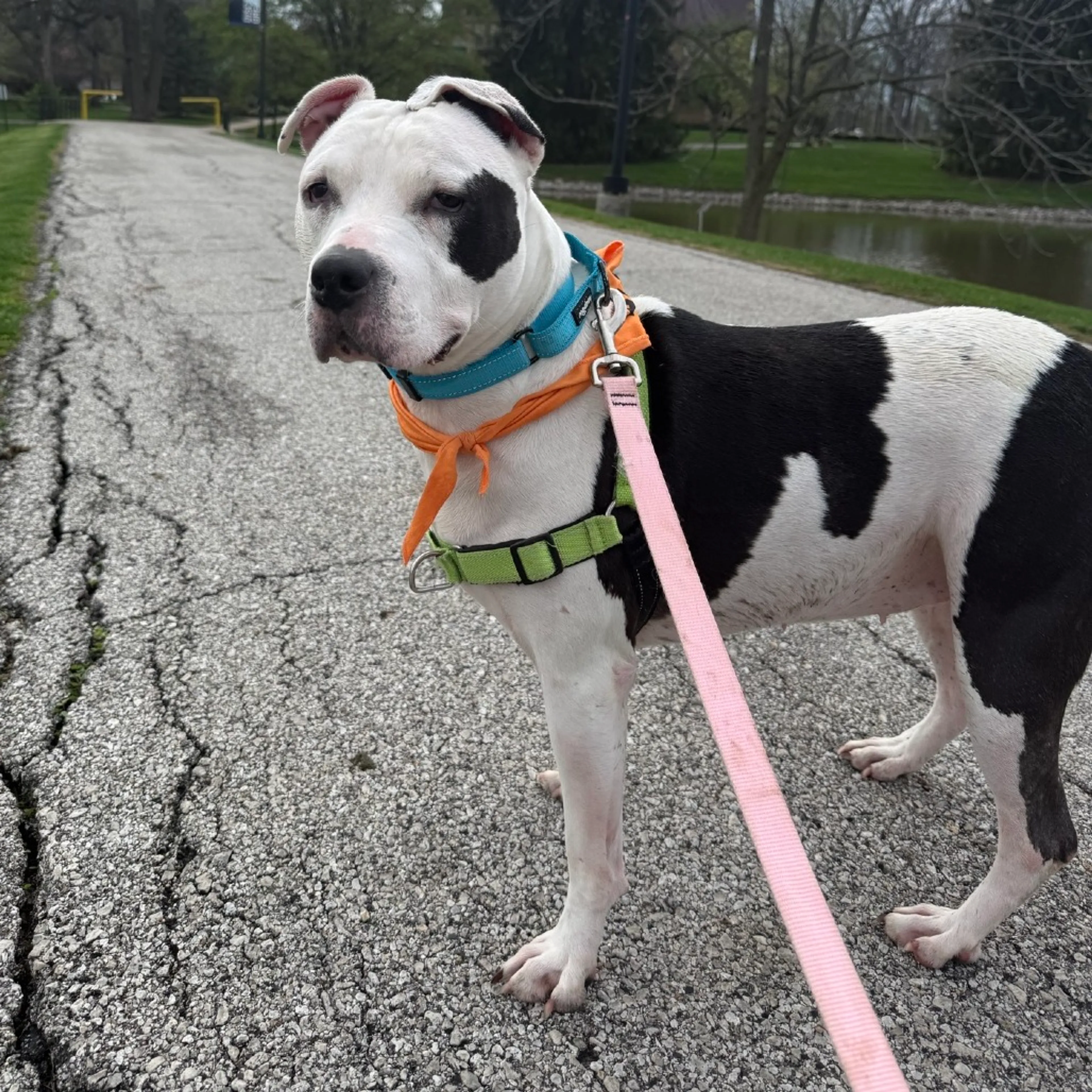 Found pet-9