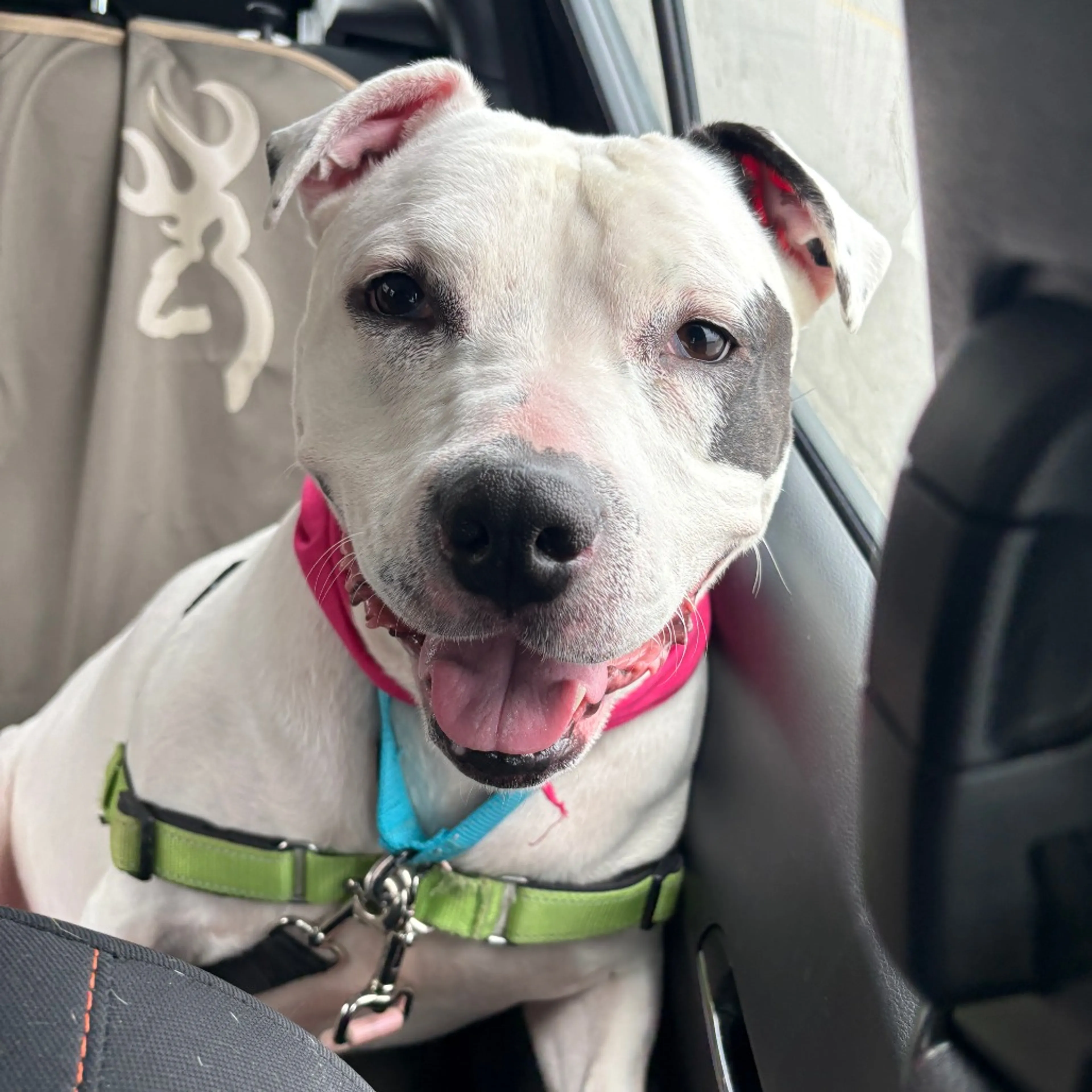 Found pet-3