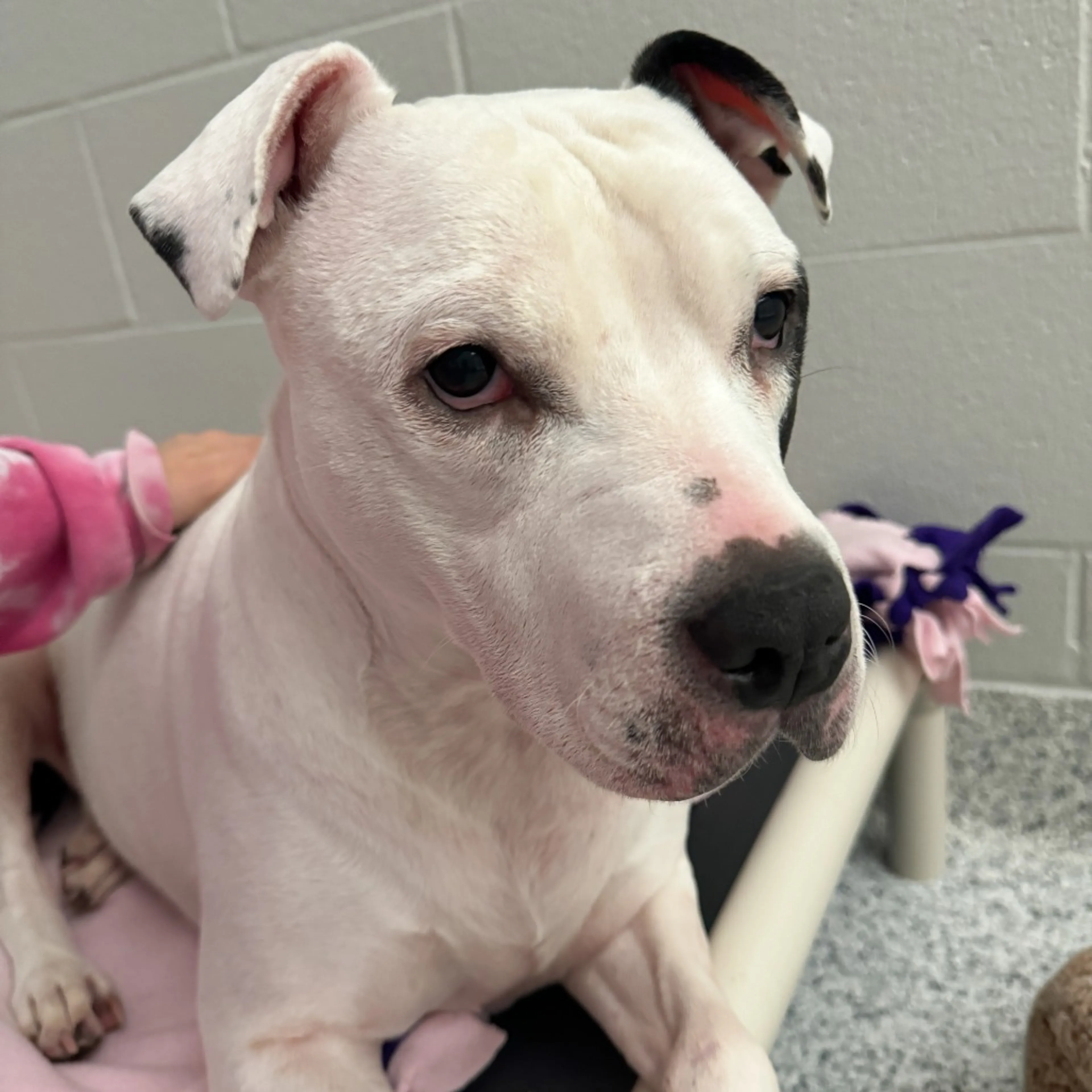 Found pet-19