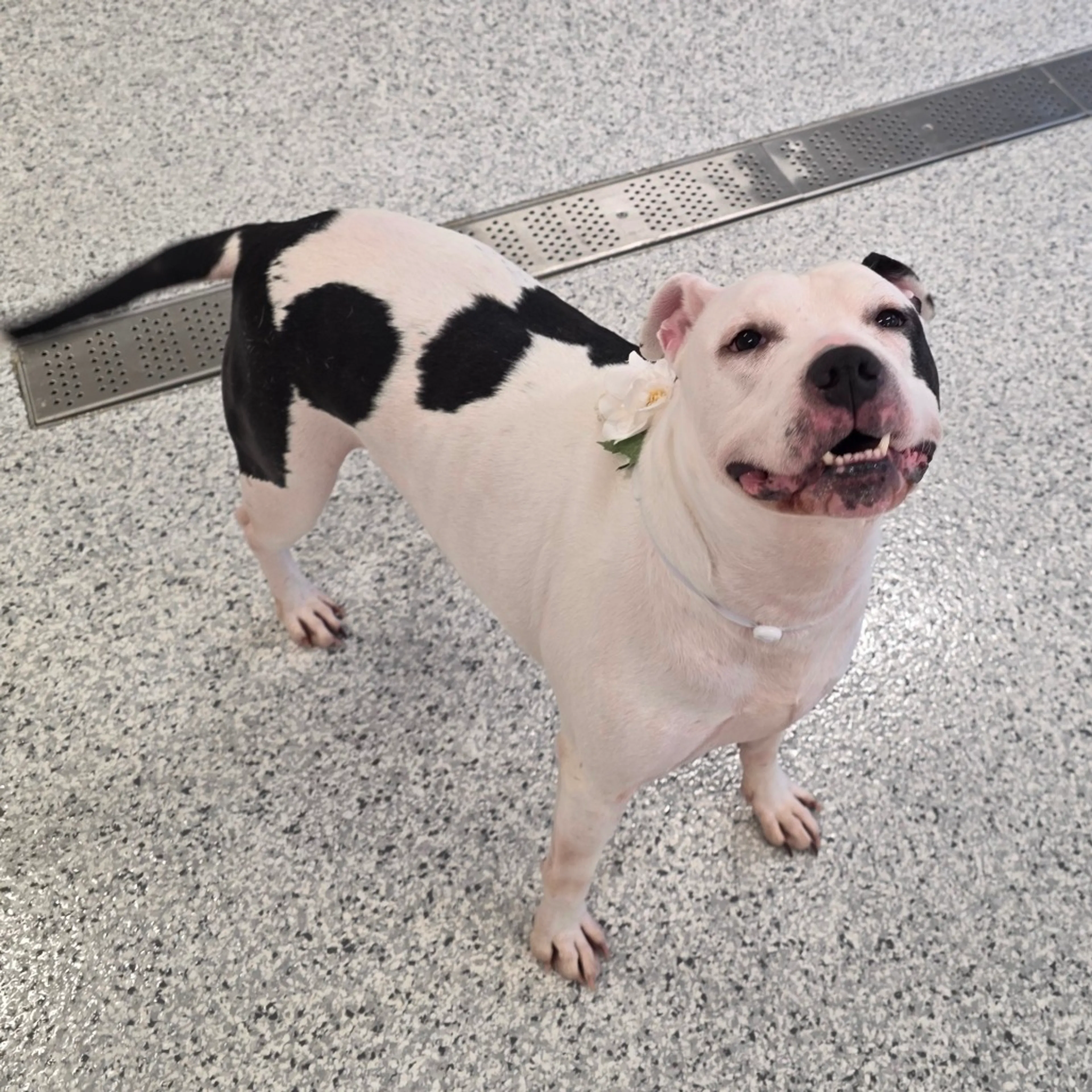 Found pet-18