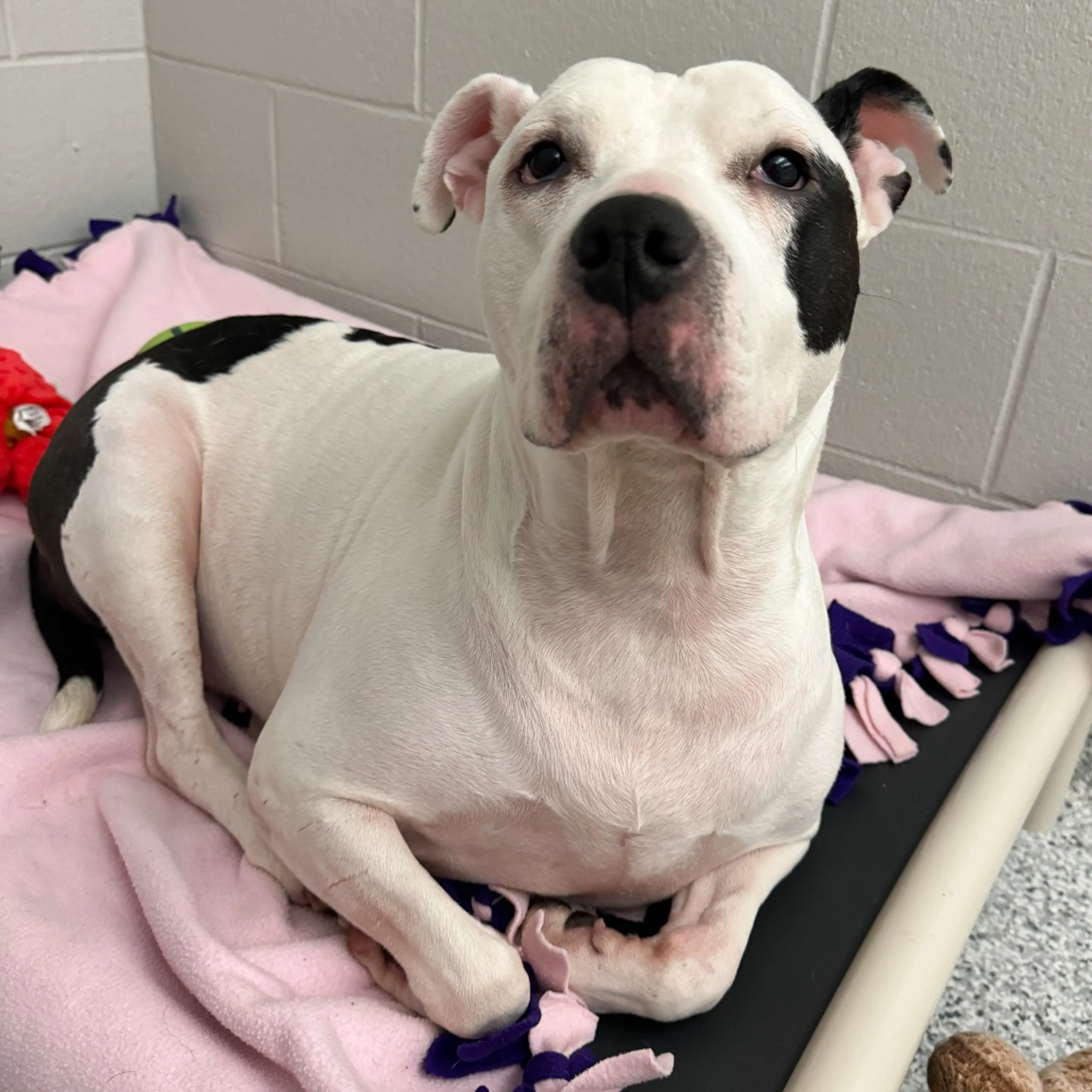 Found pet-20