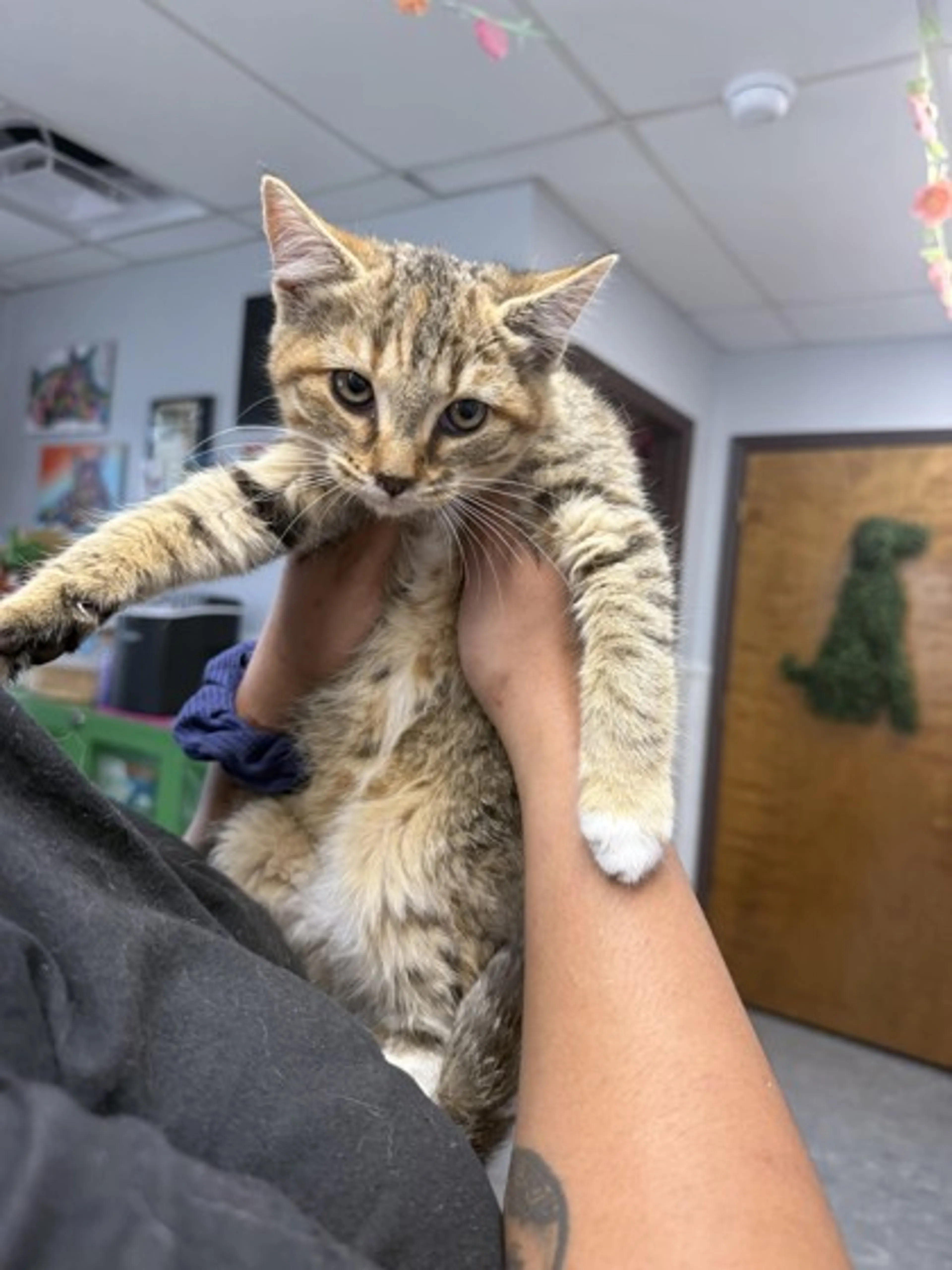 Found pet