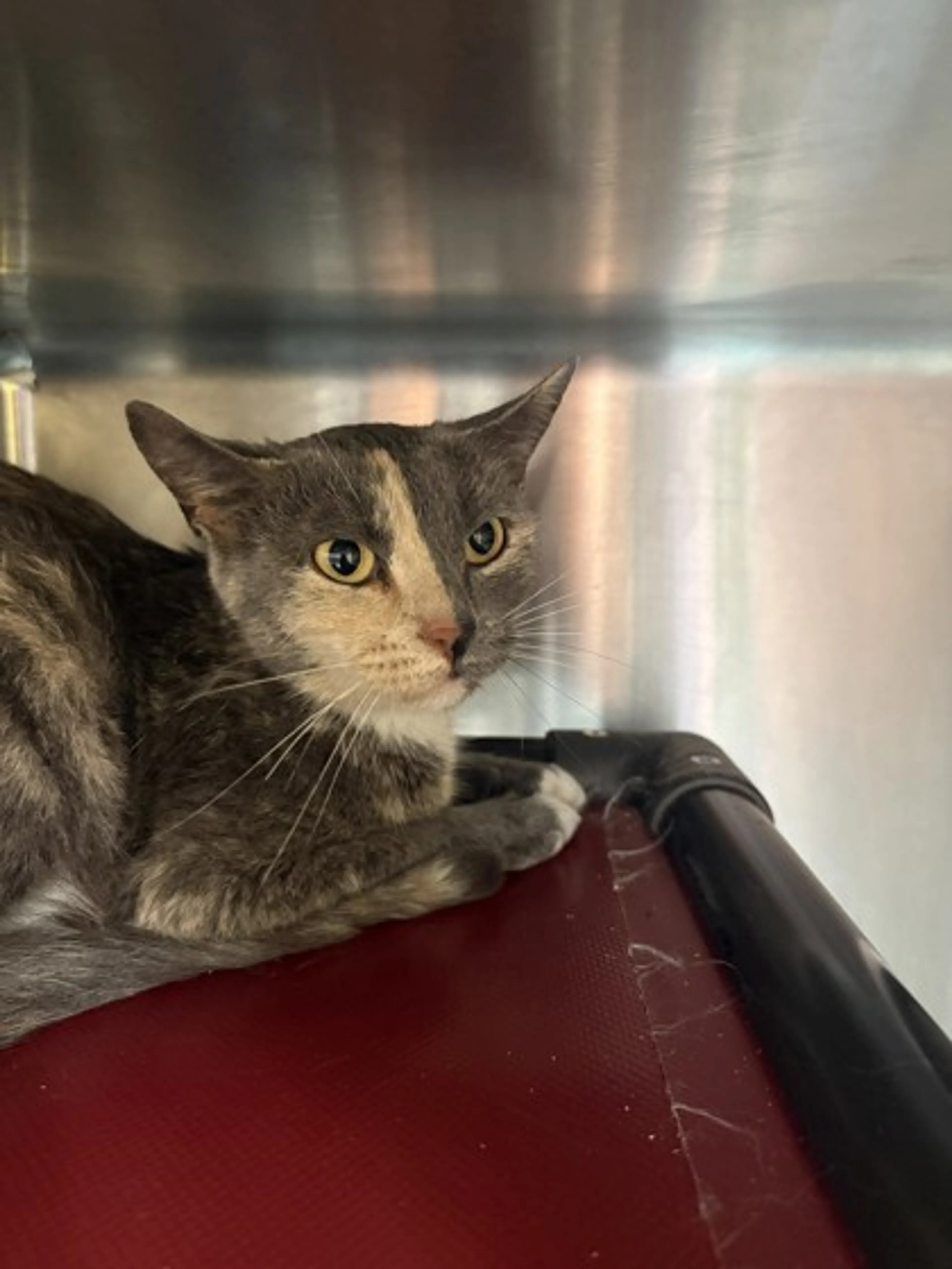Found pet