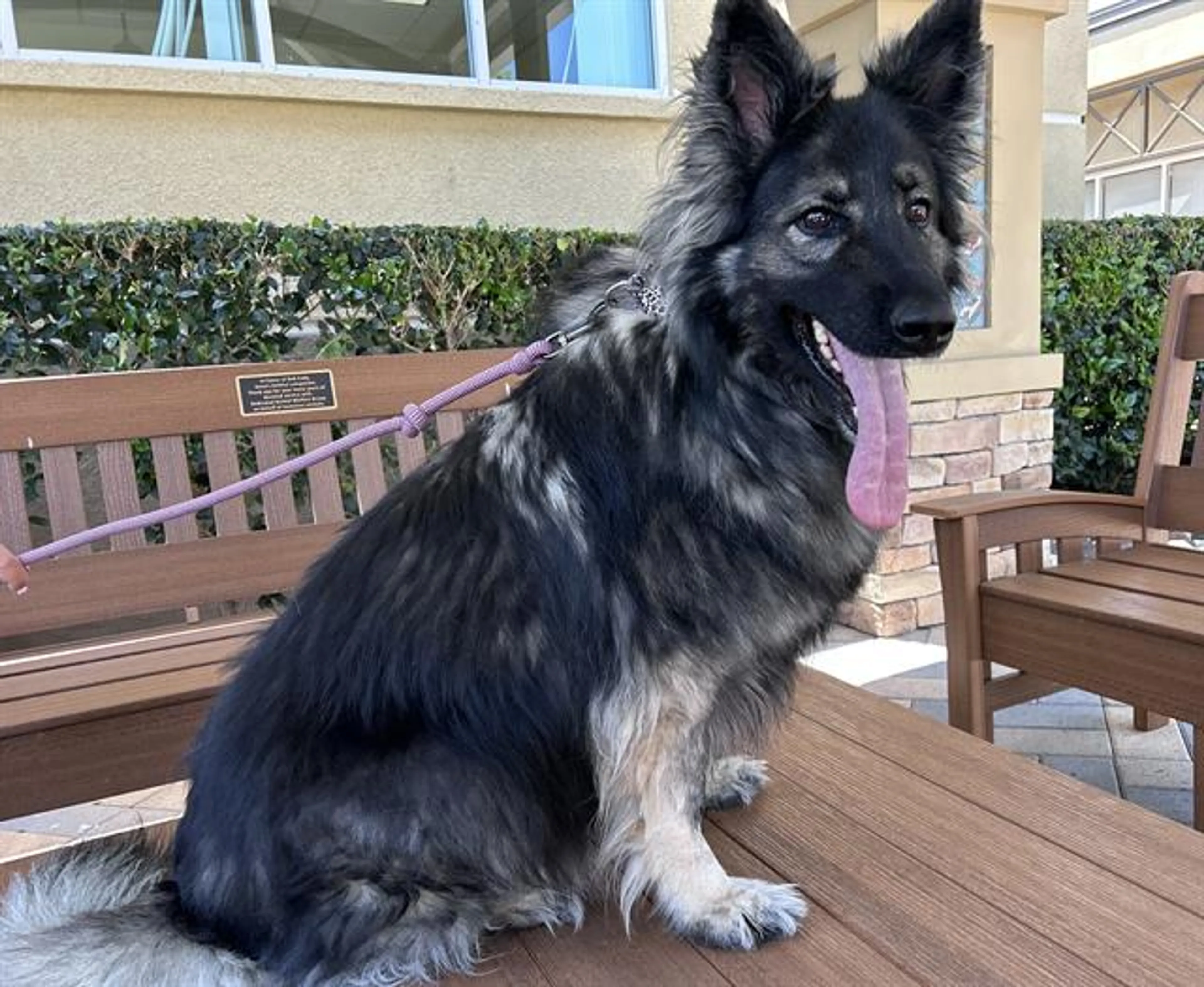 Found pet