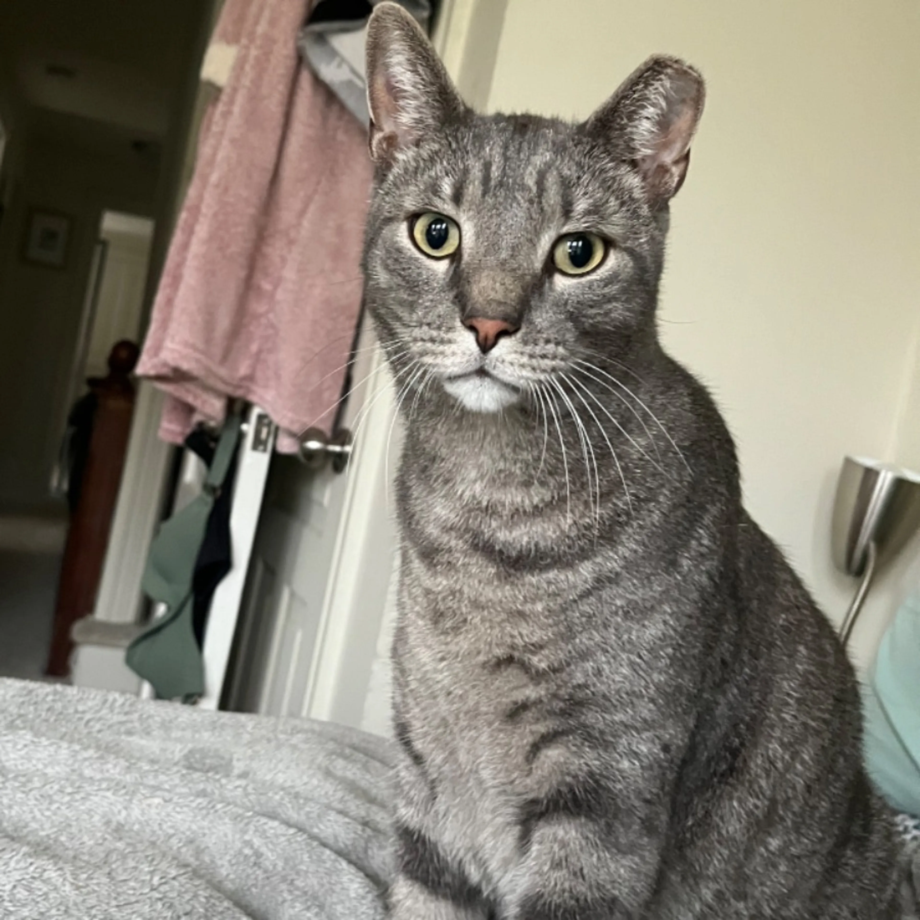 Lost pet-0