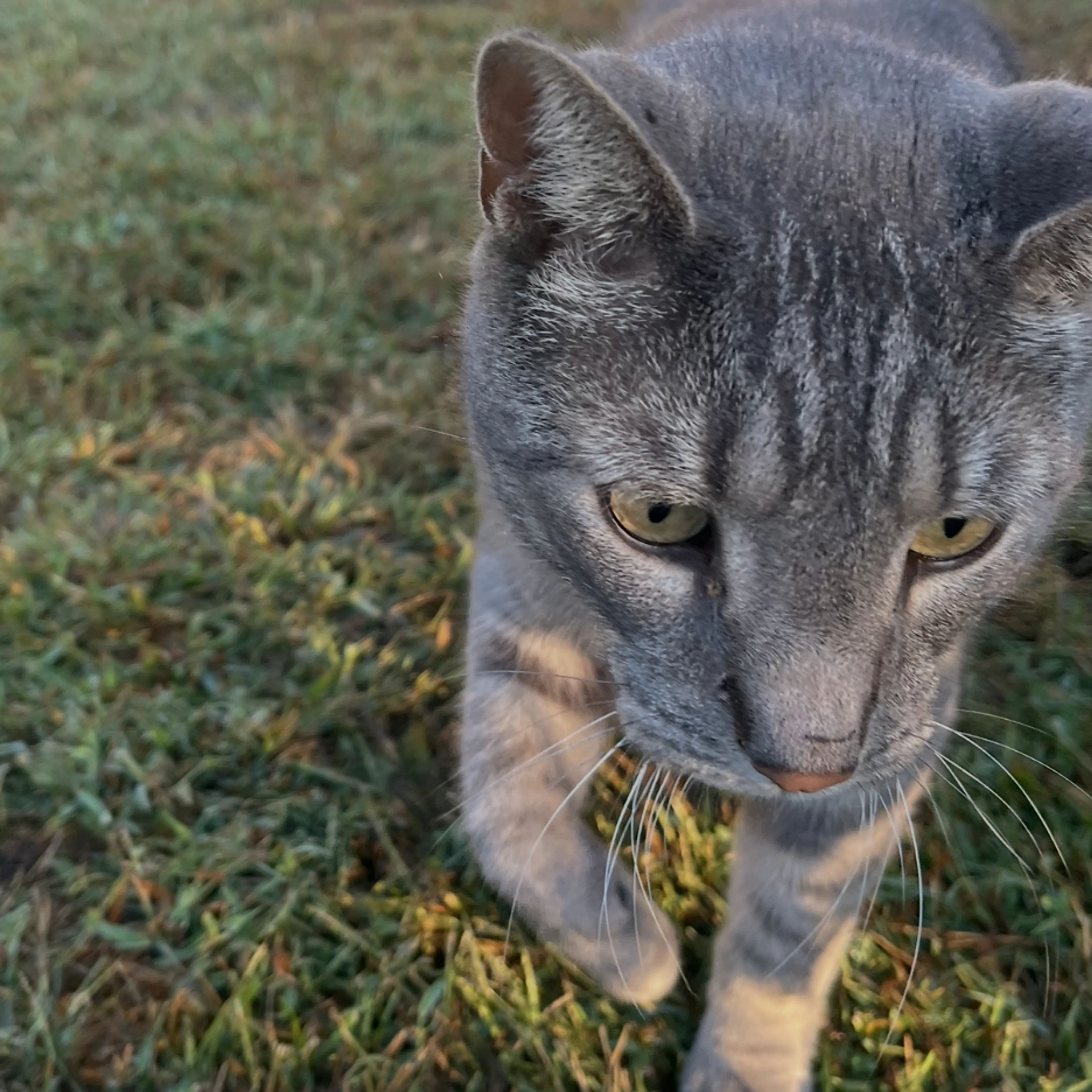 Lost pet-3