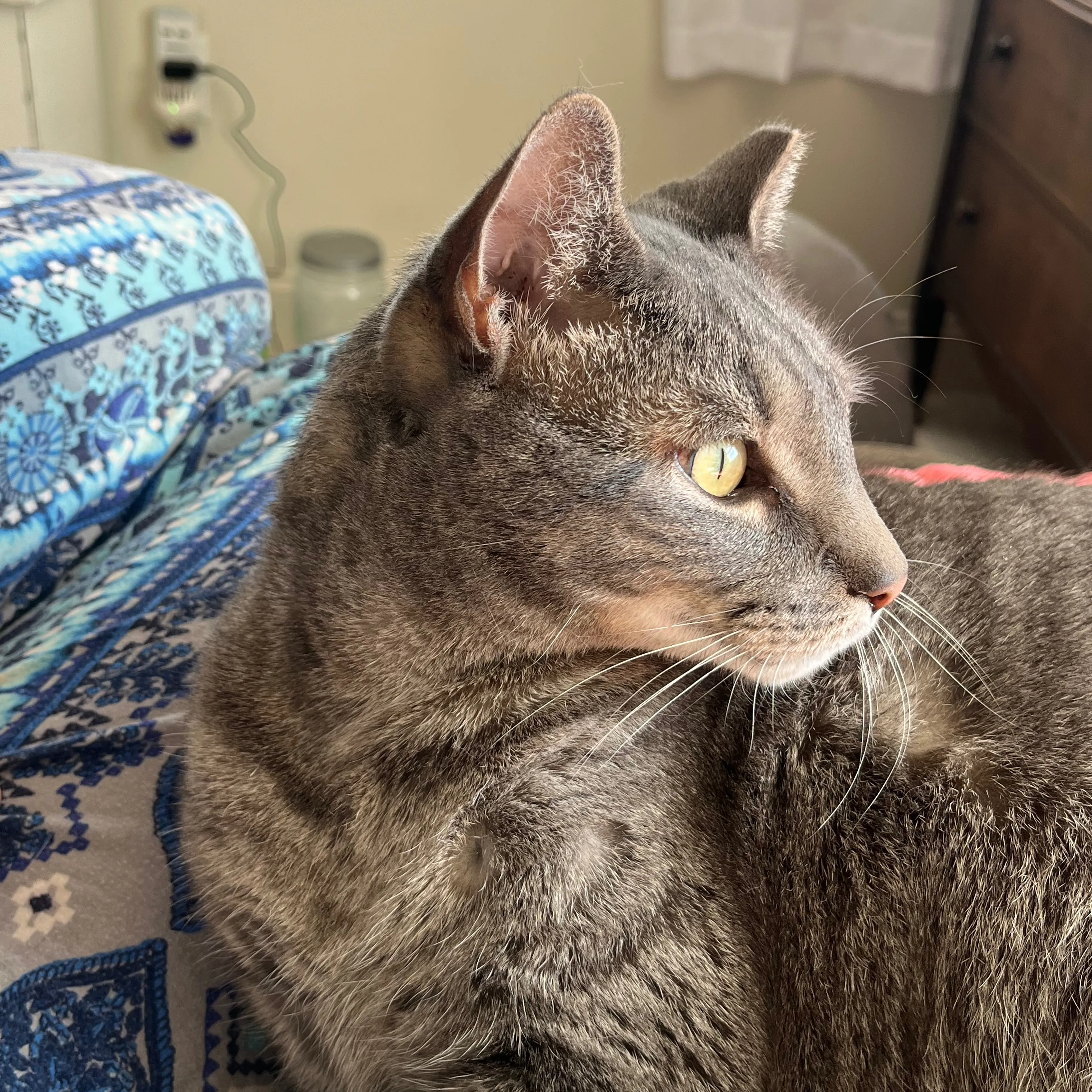 Lost pet-2