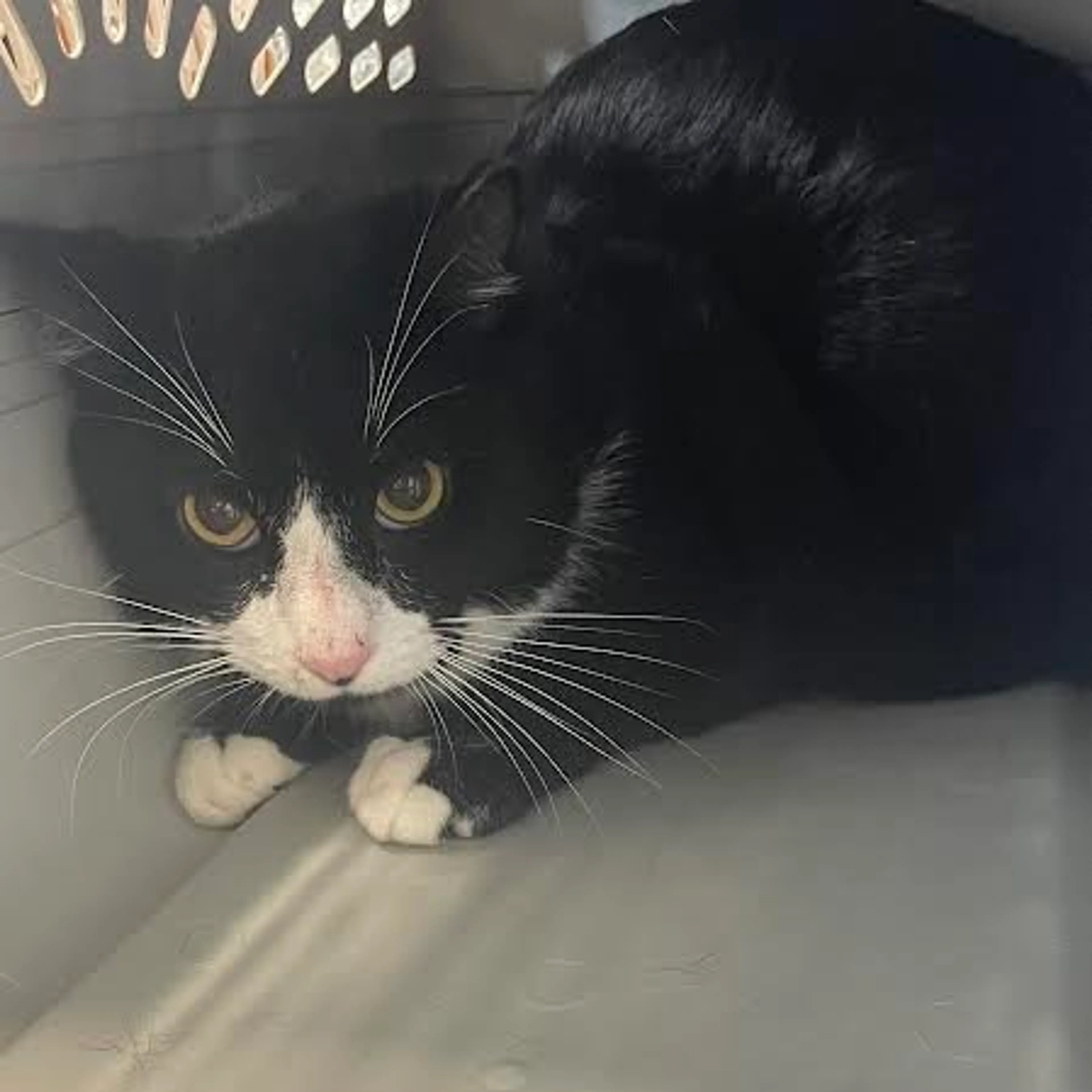 Found pet-1