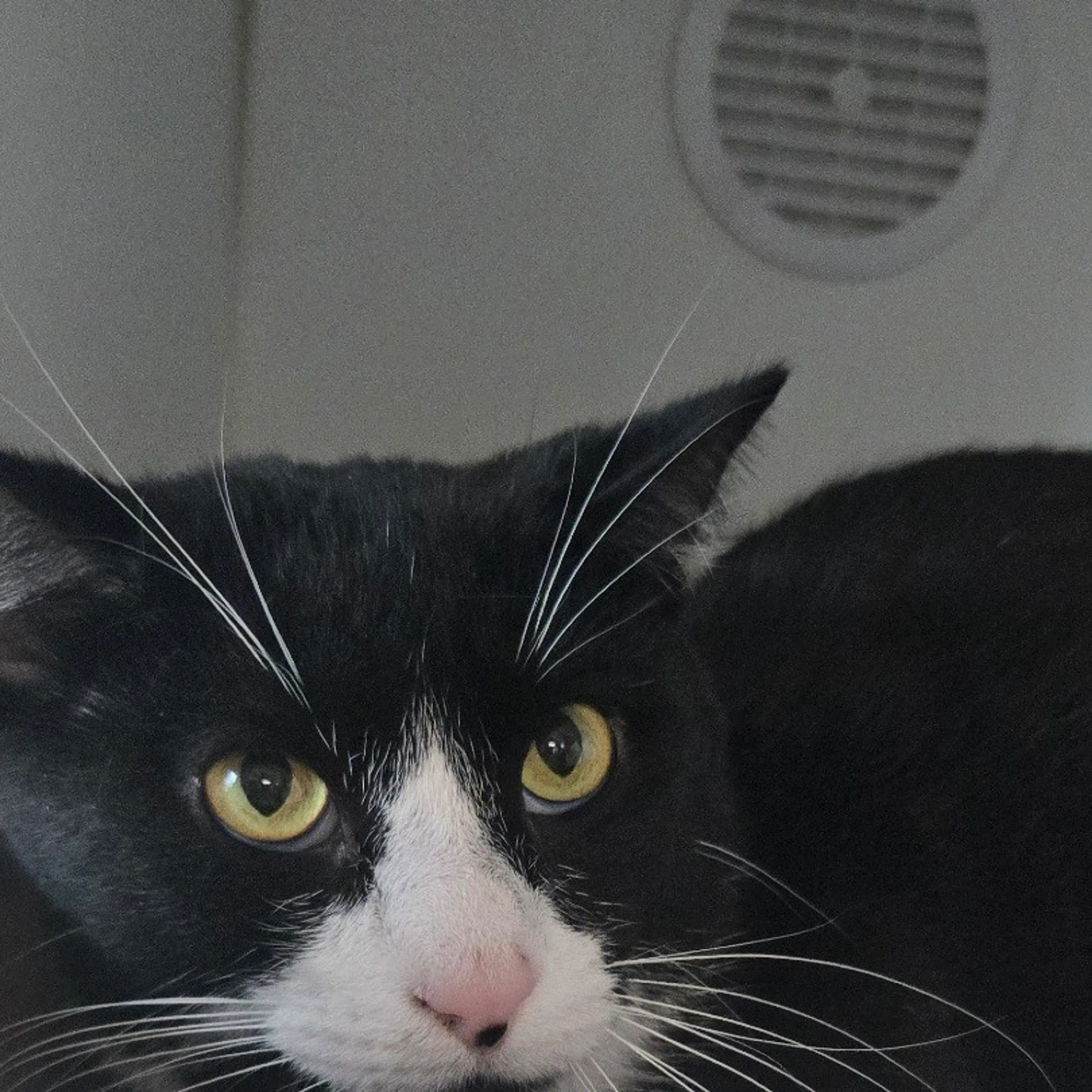 Found pet-2