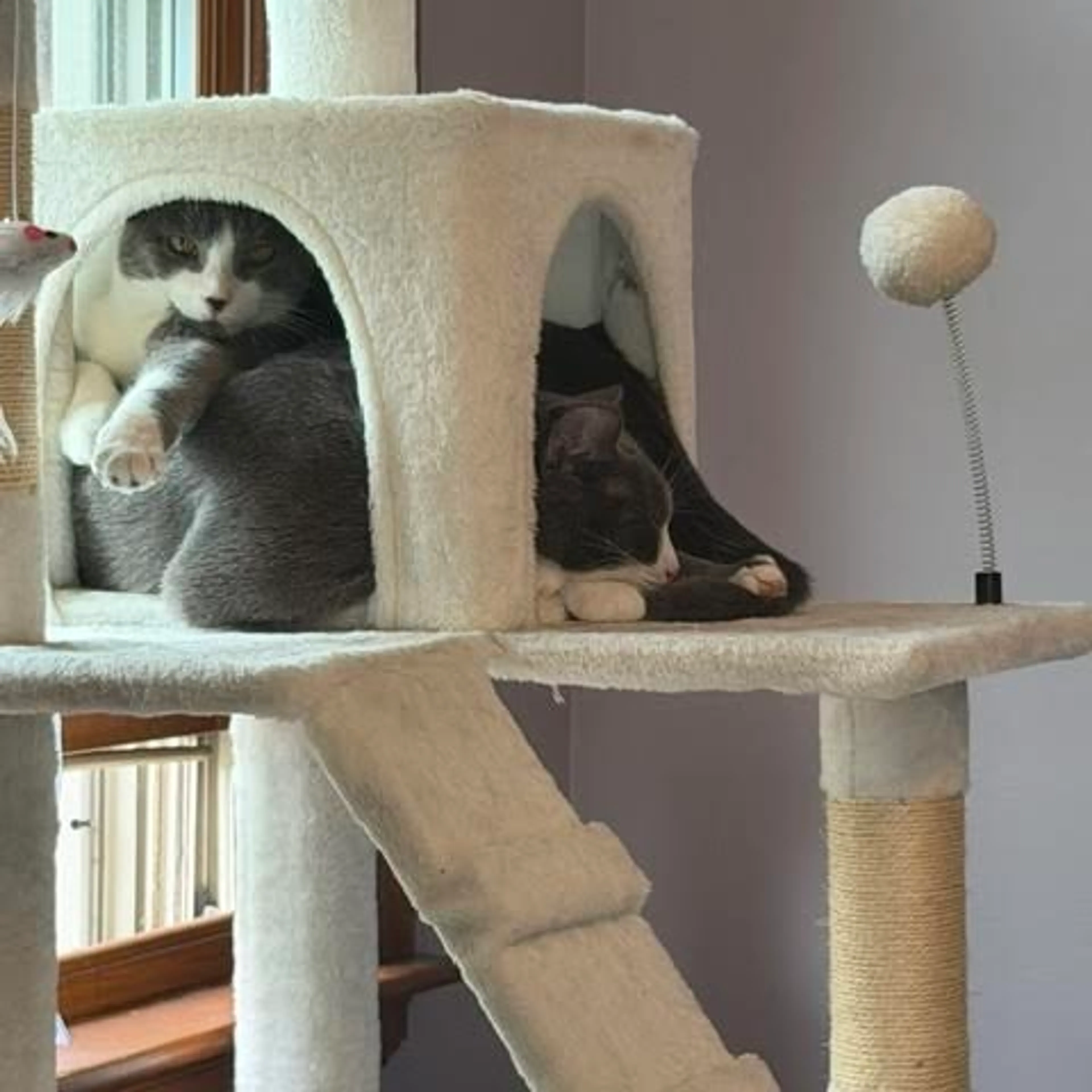 Found pet-7
