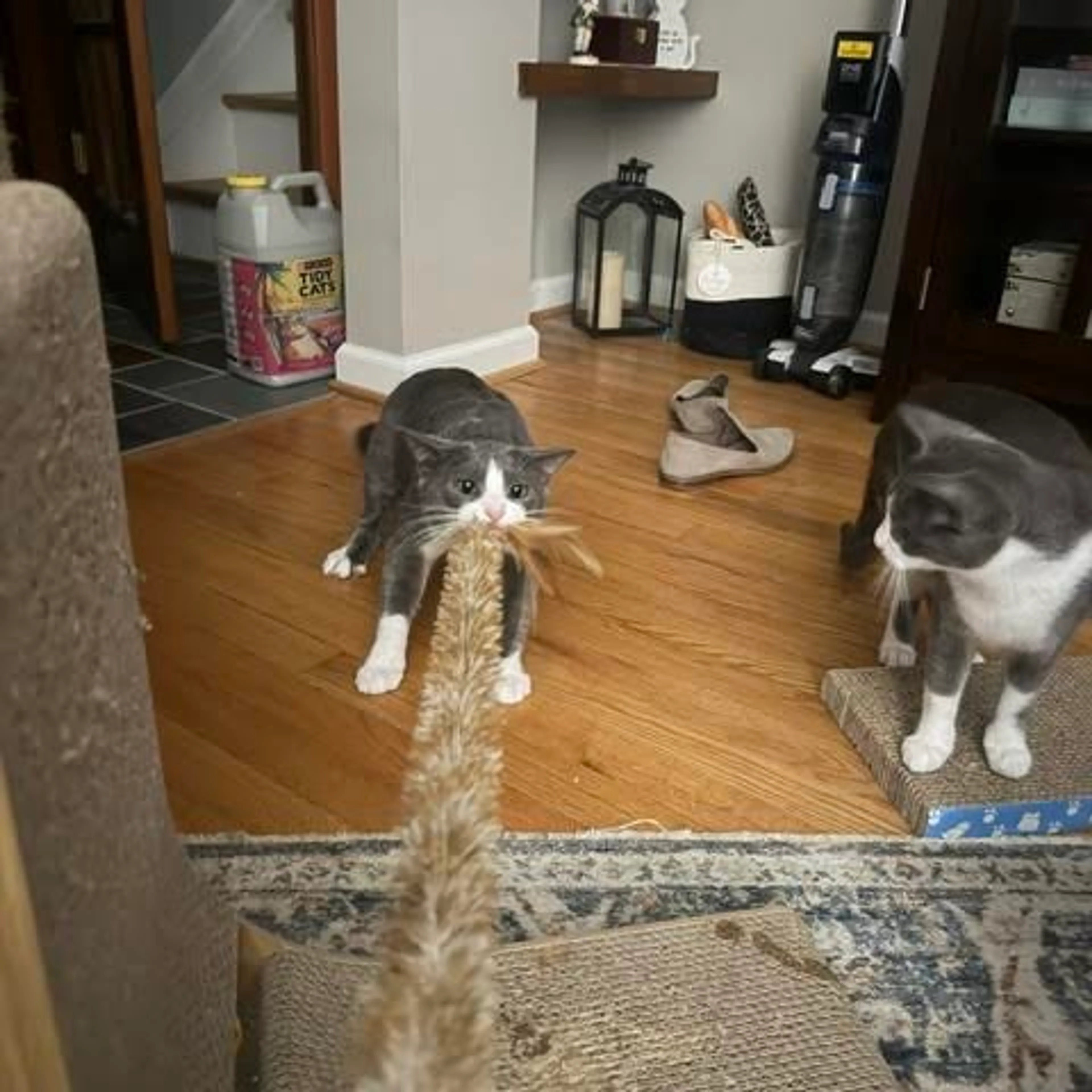 Found pet-6