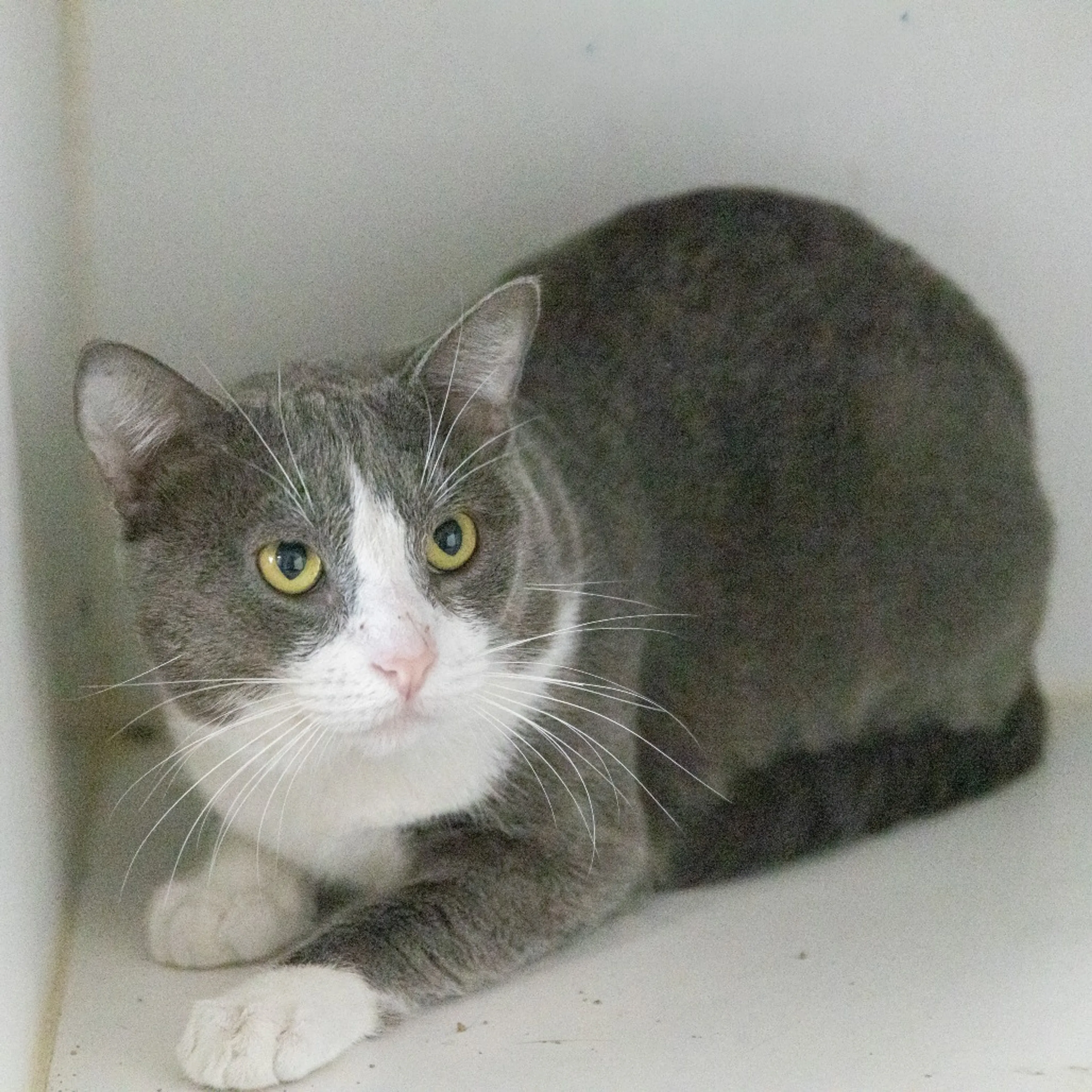 Found pet-4