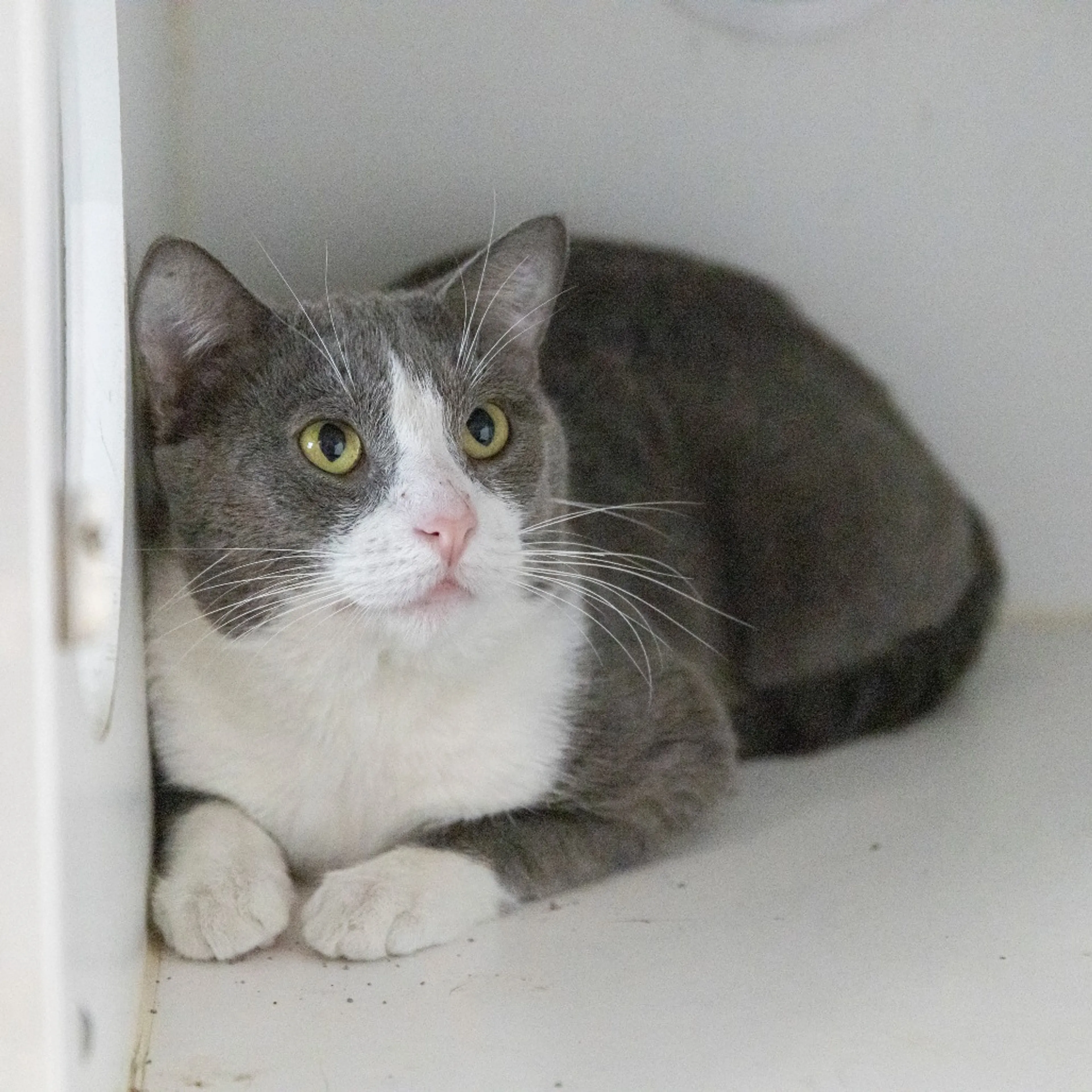 Found pet-2