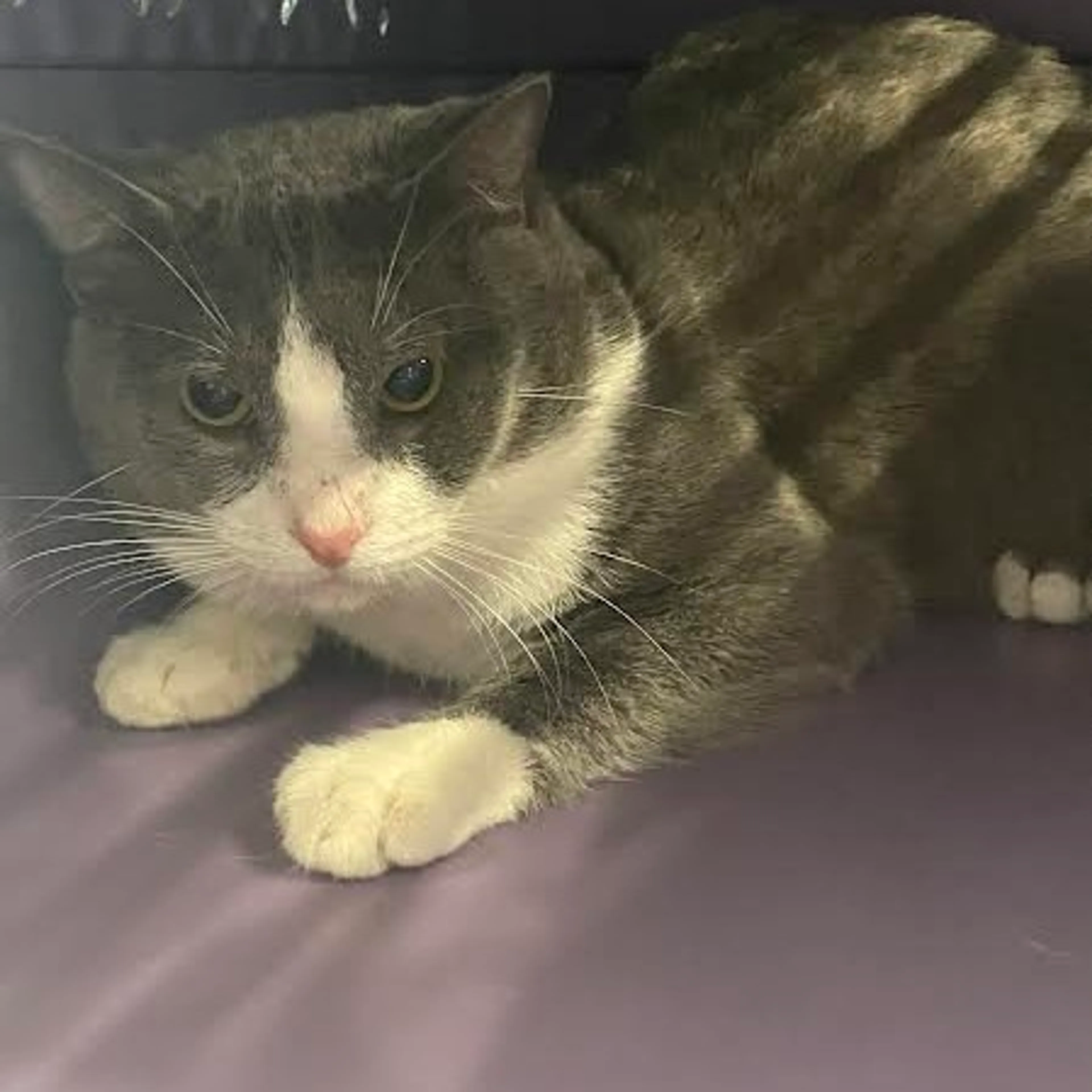 Found pet-1