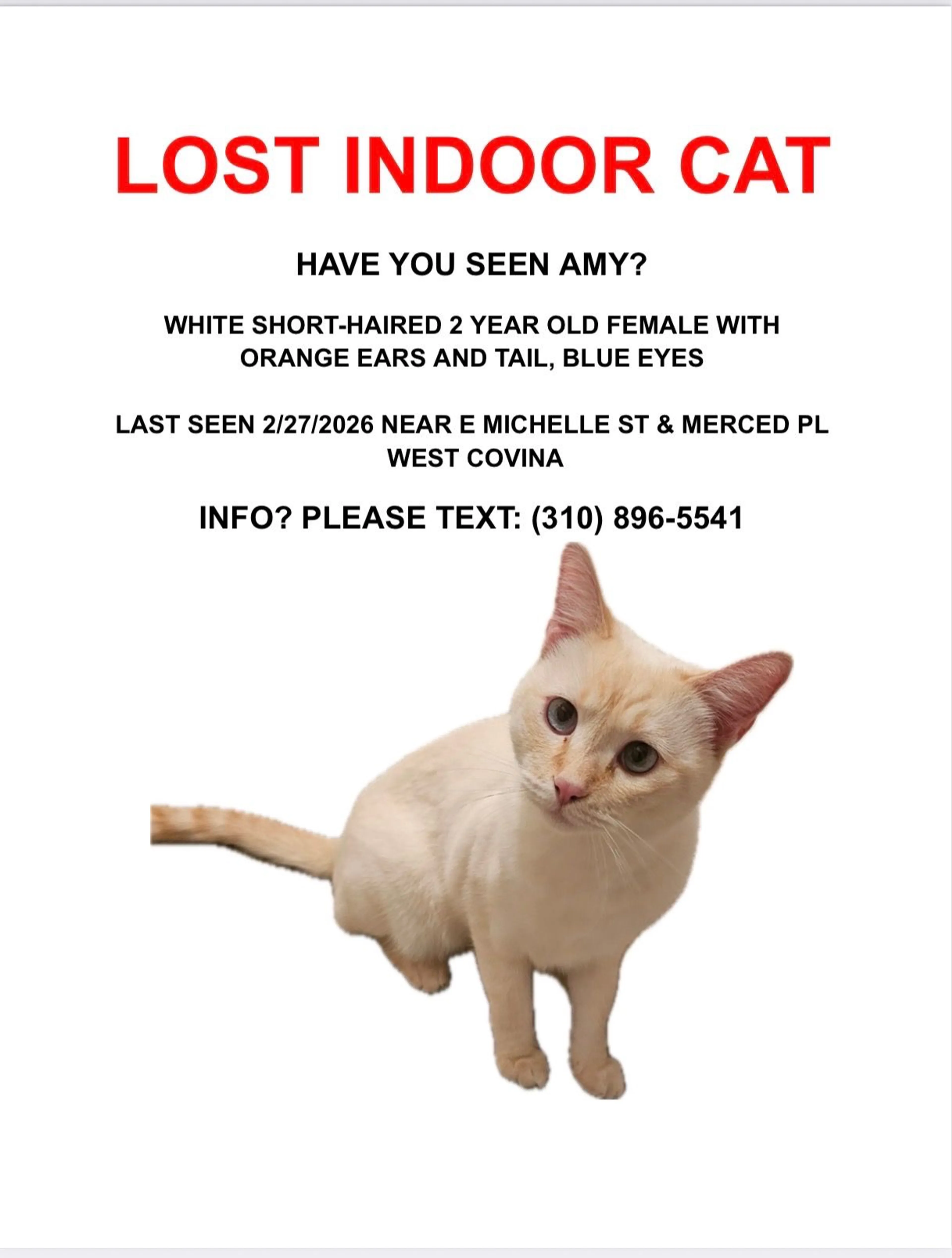 Lost pet-4