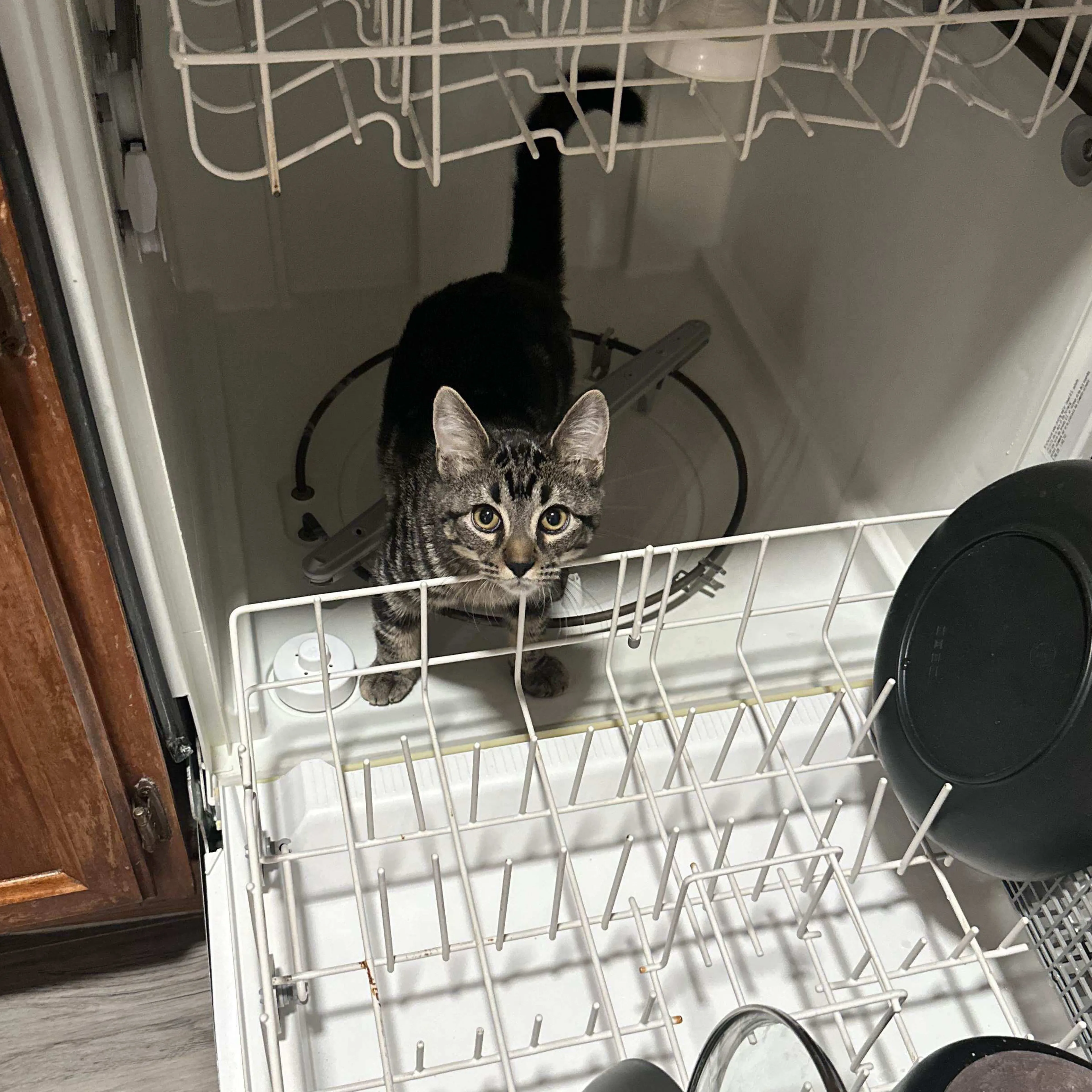 Lost pet-2