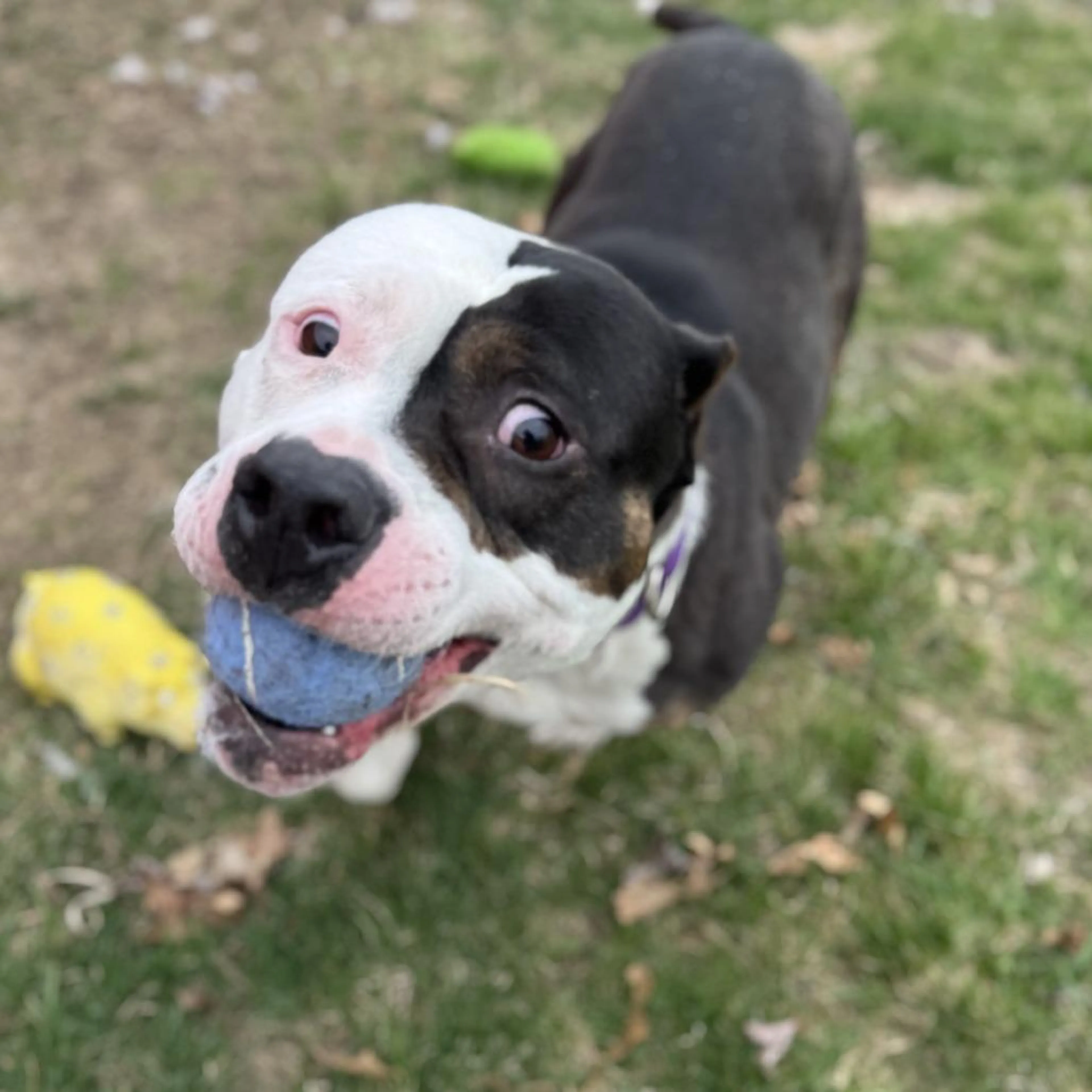 Found pet-2