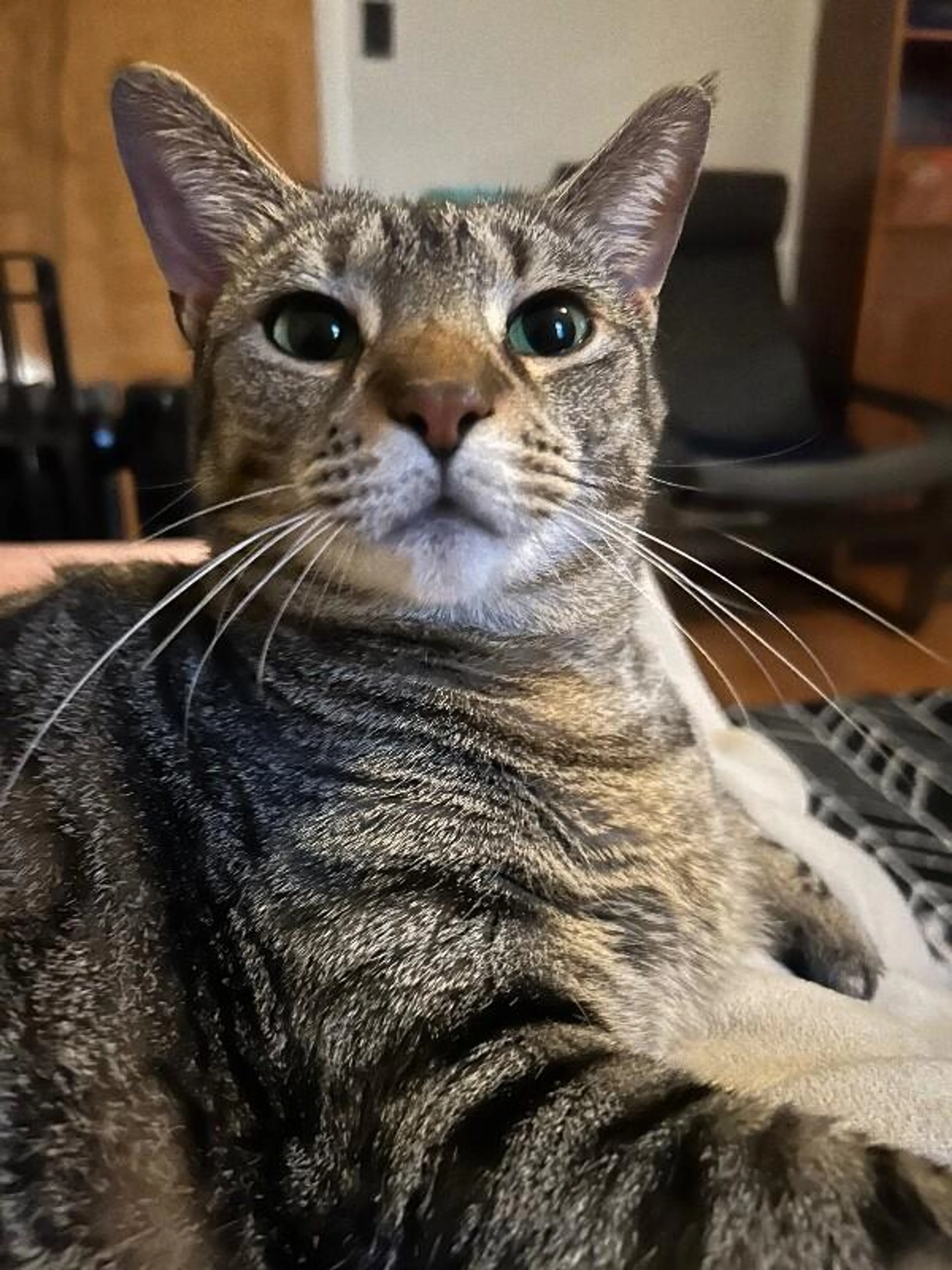 Found pet-1