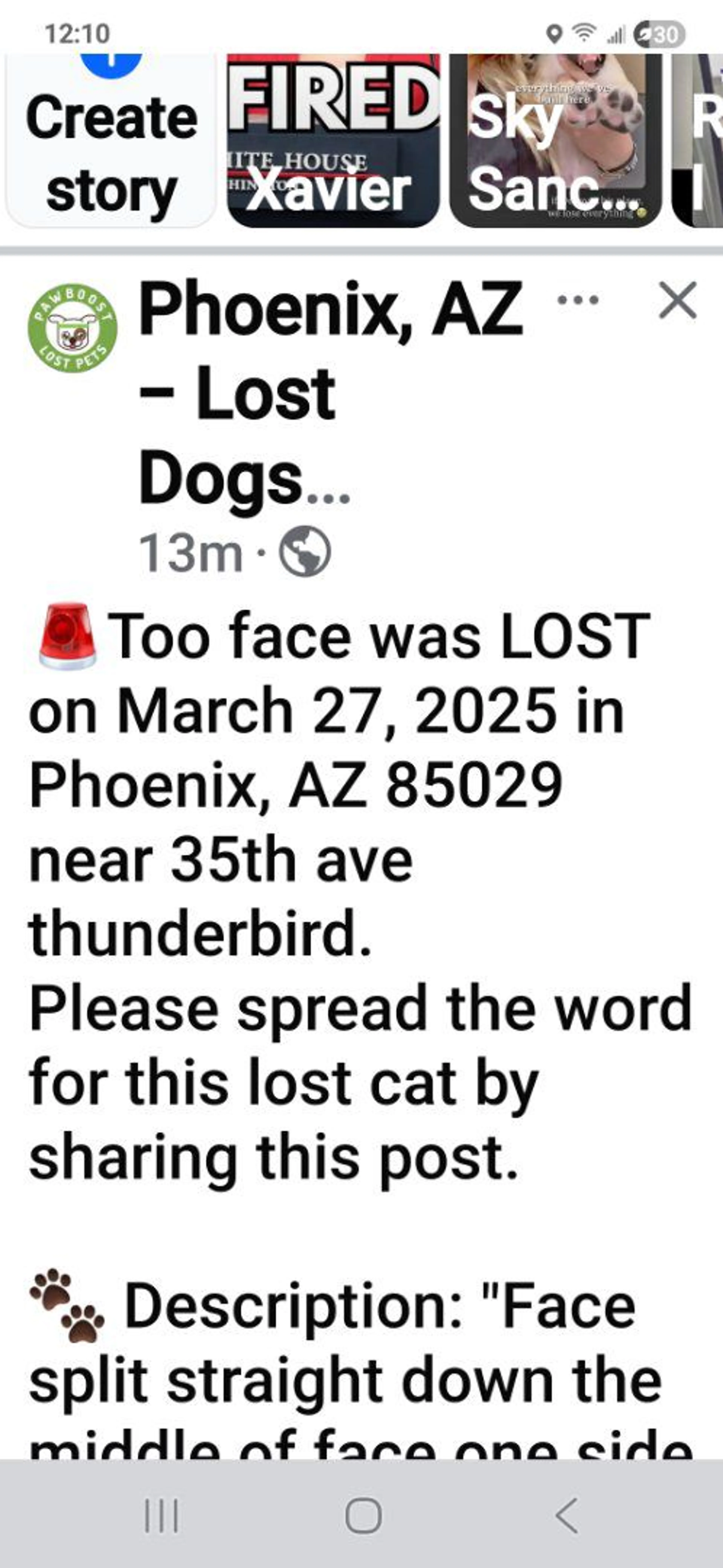 Lost pet-1
