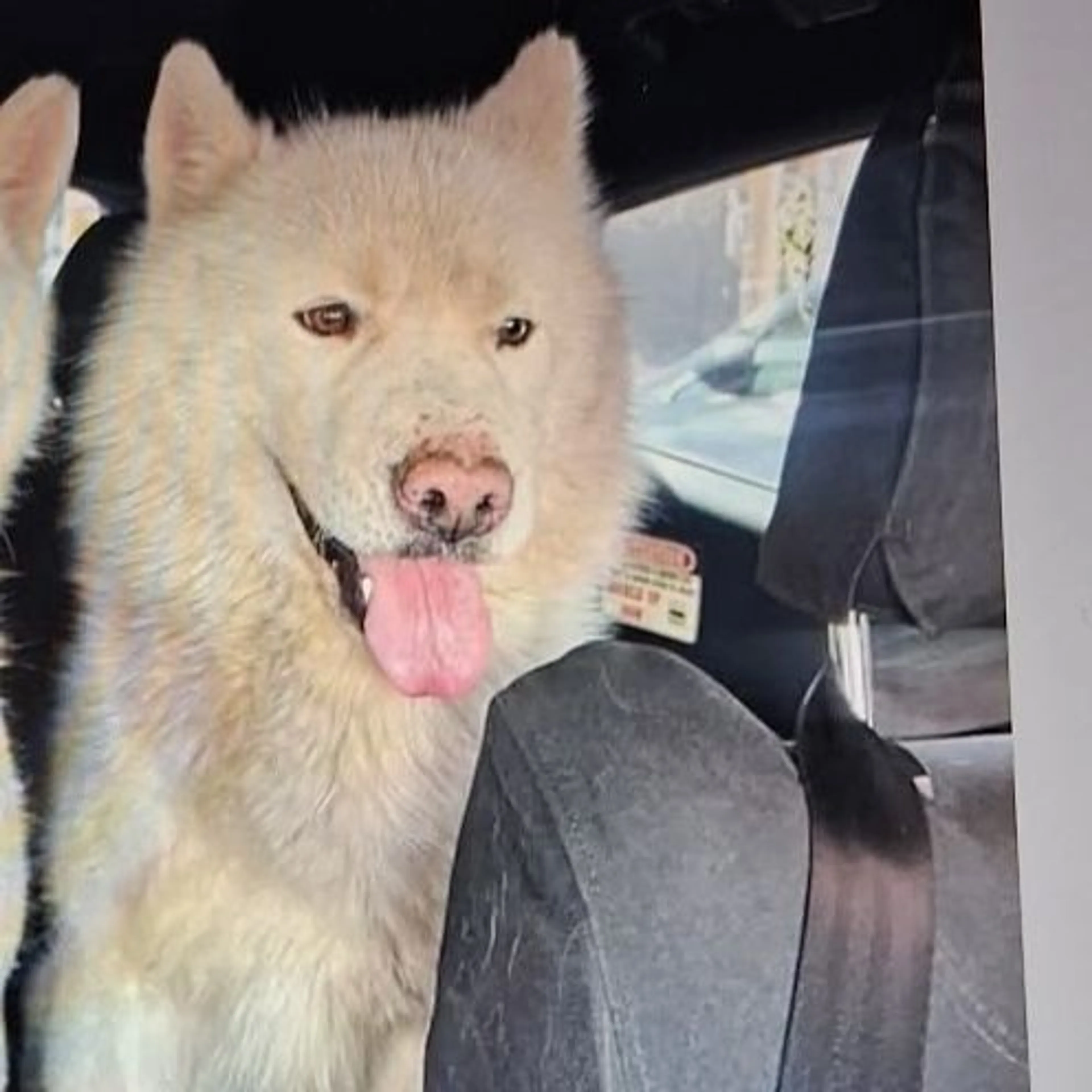 Lost pet