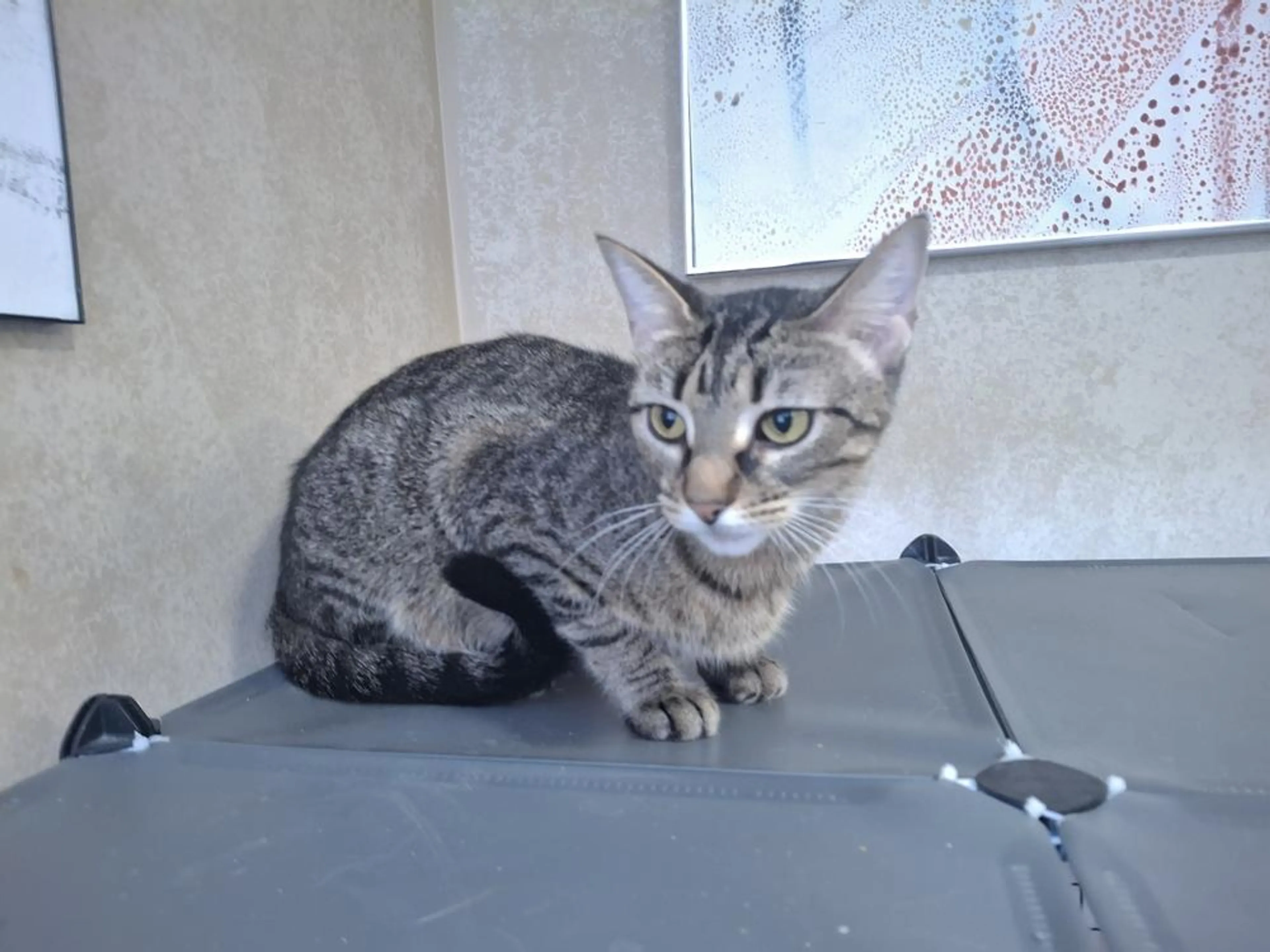 Found pet