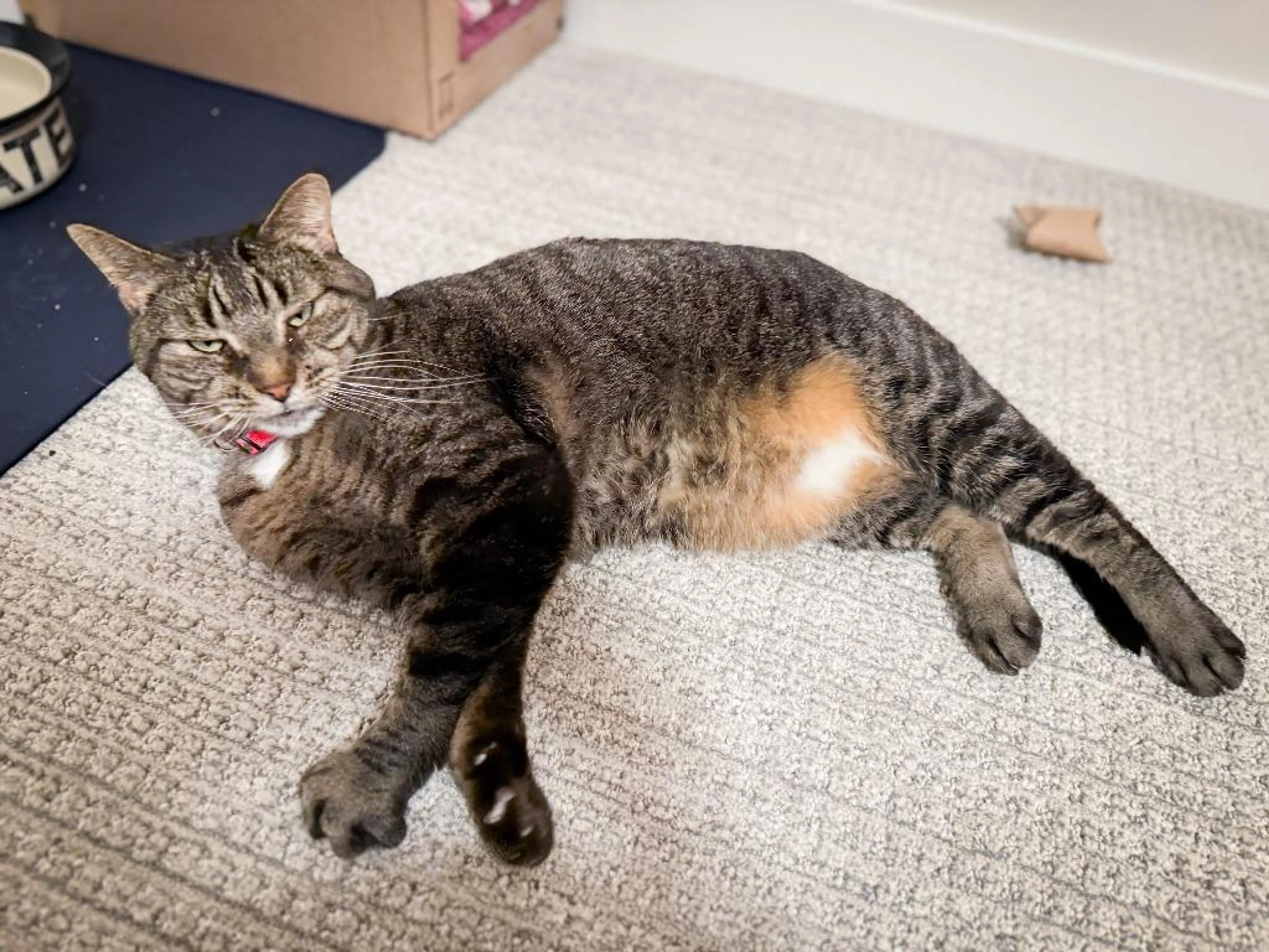 Found pet-4