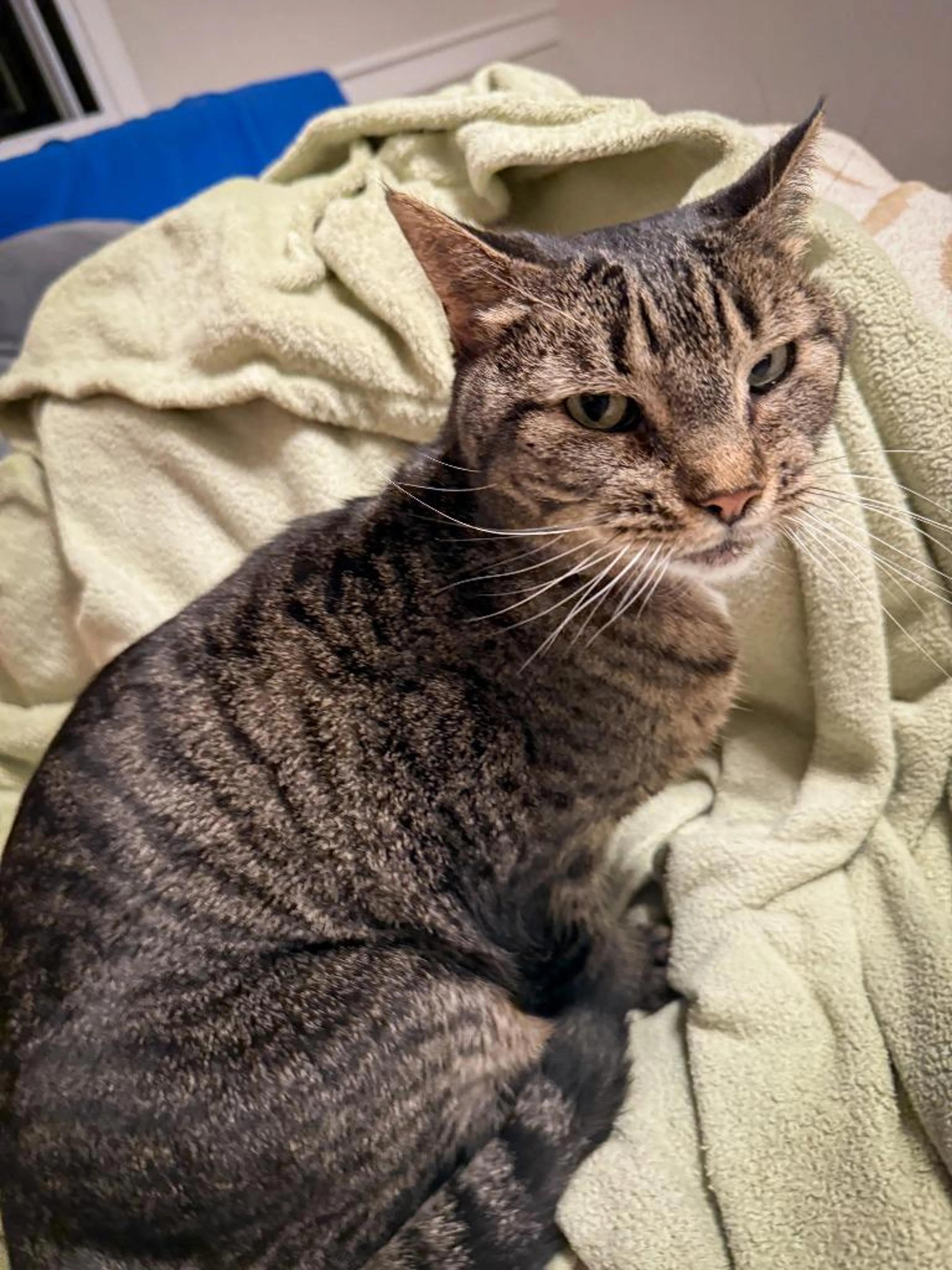Found pet-3