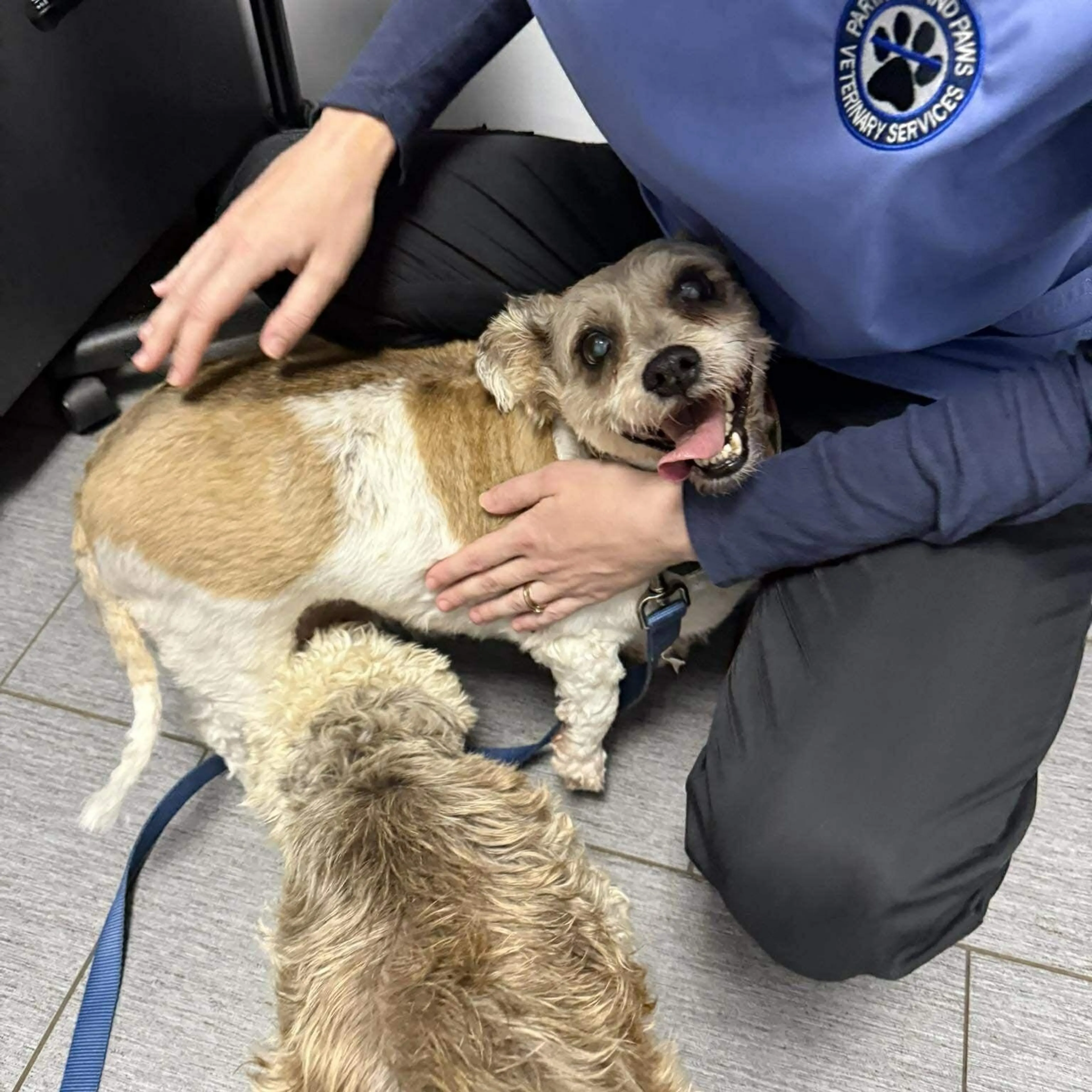 Found pet-1
