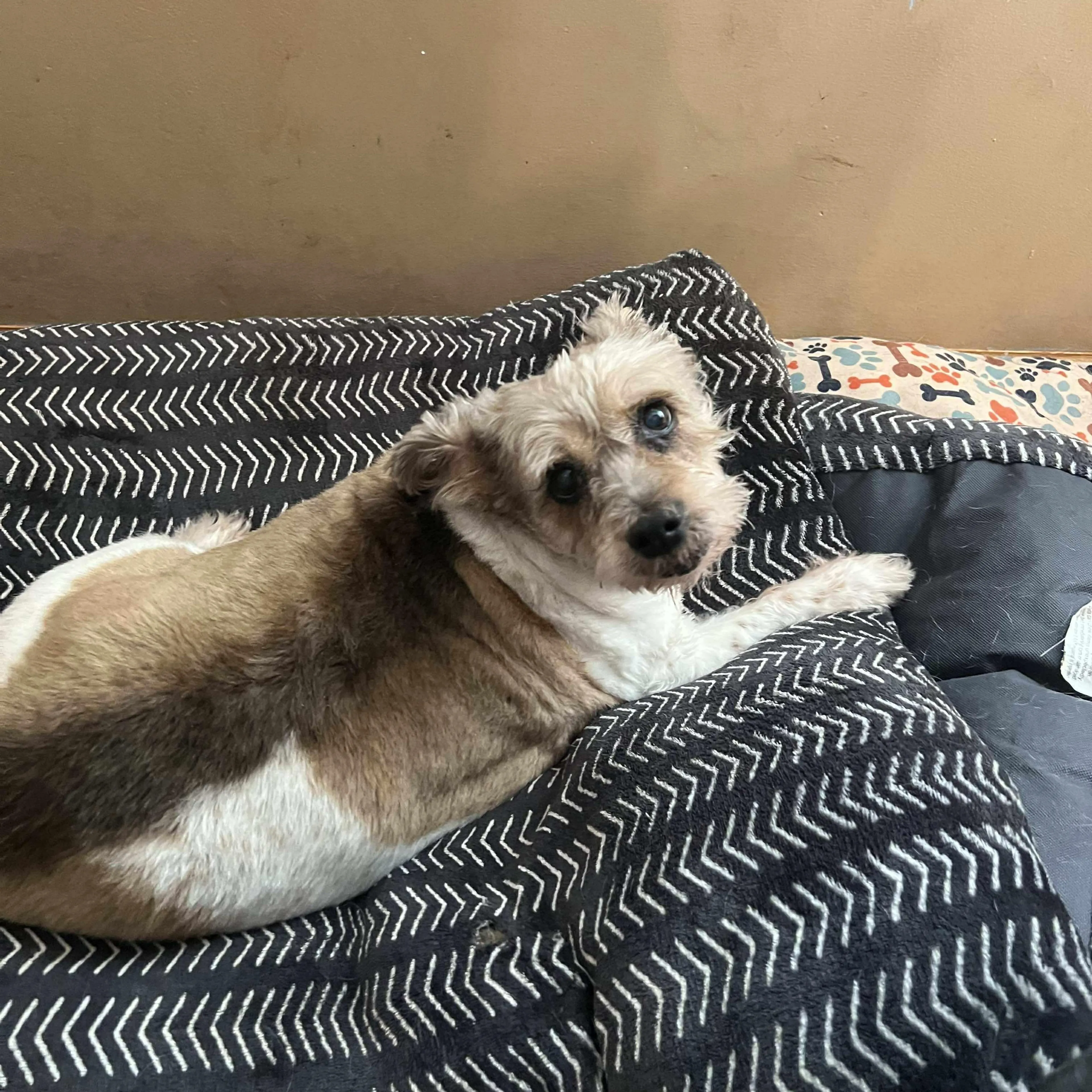 Found pet-0