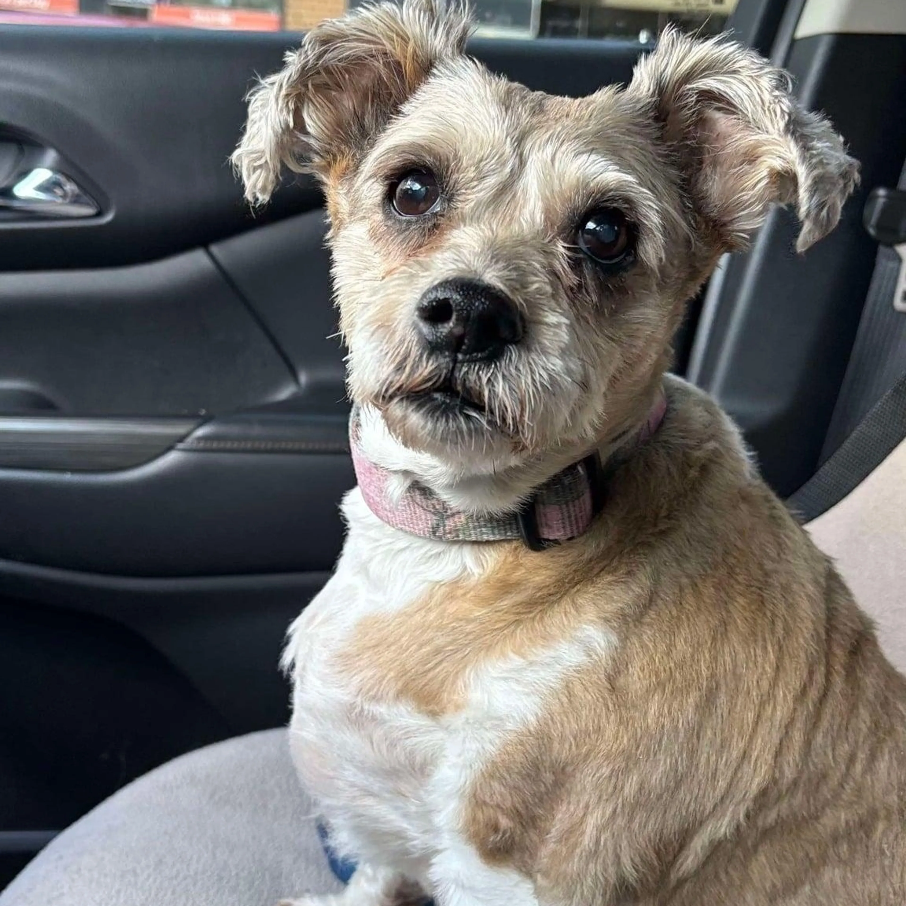 Found pet-4