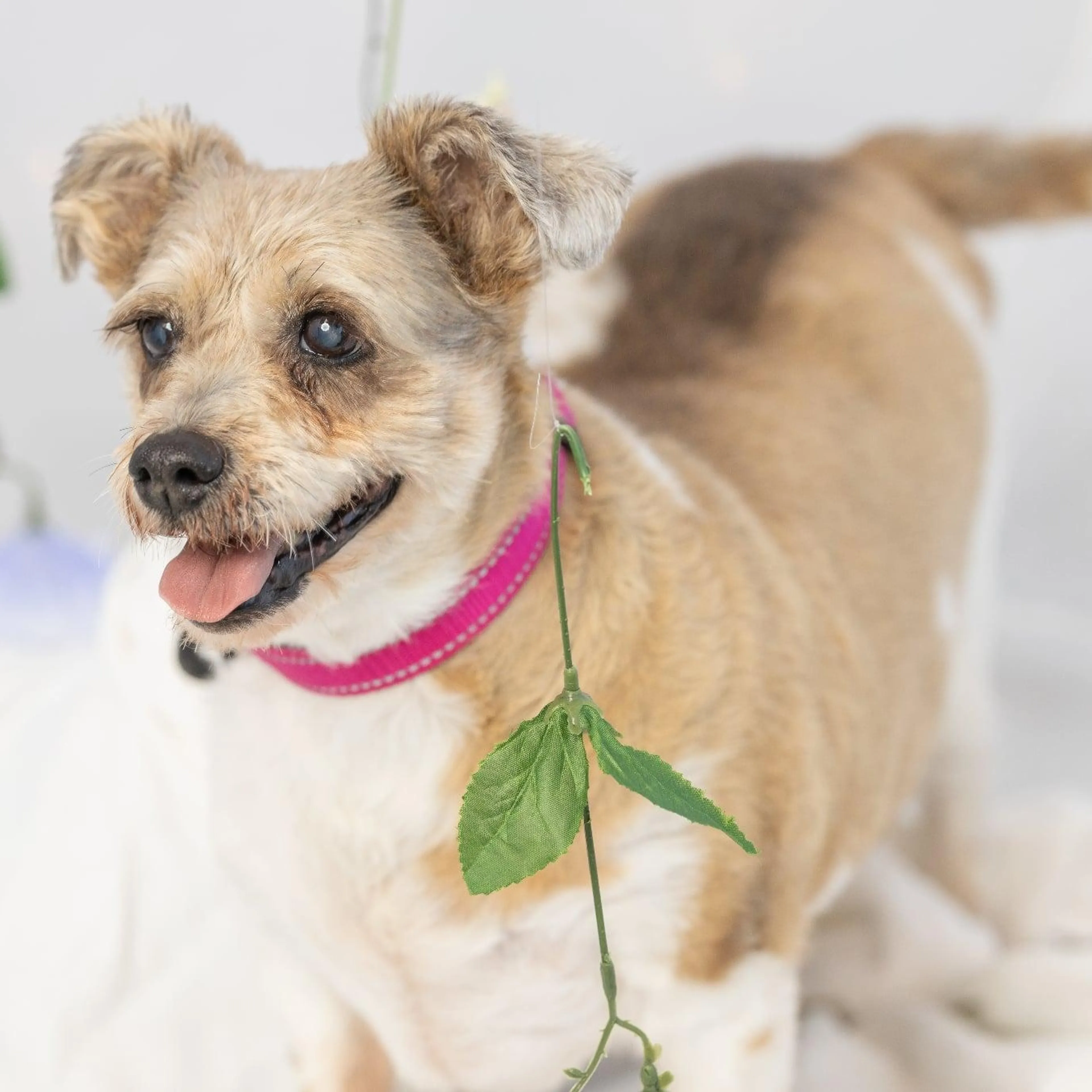 Found pet-2