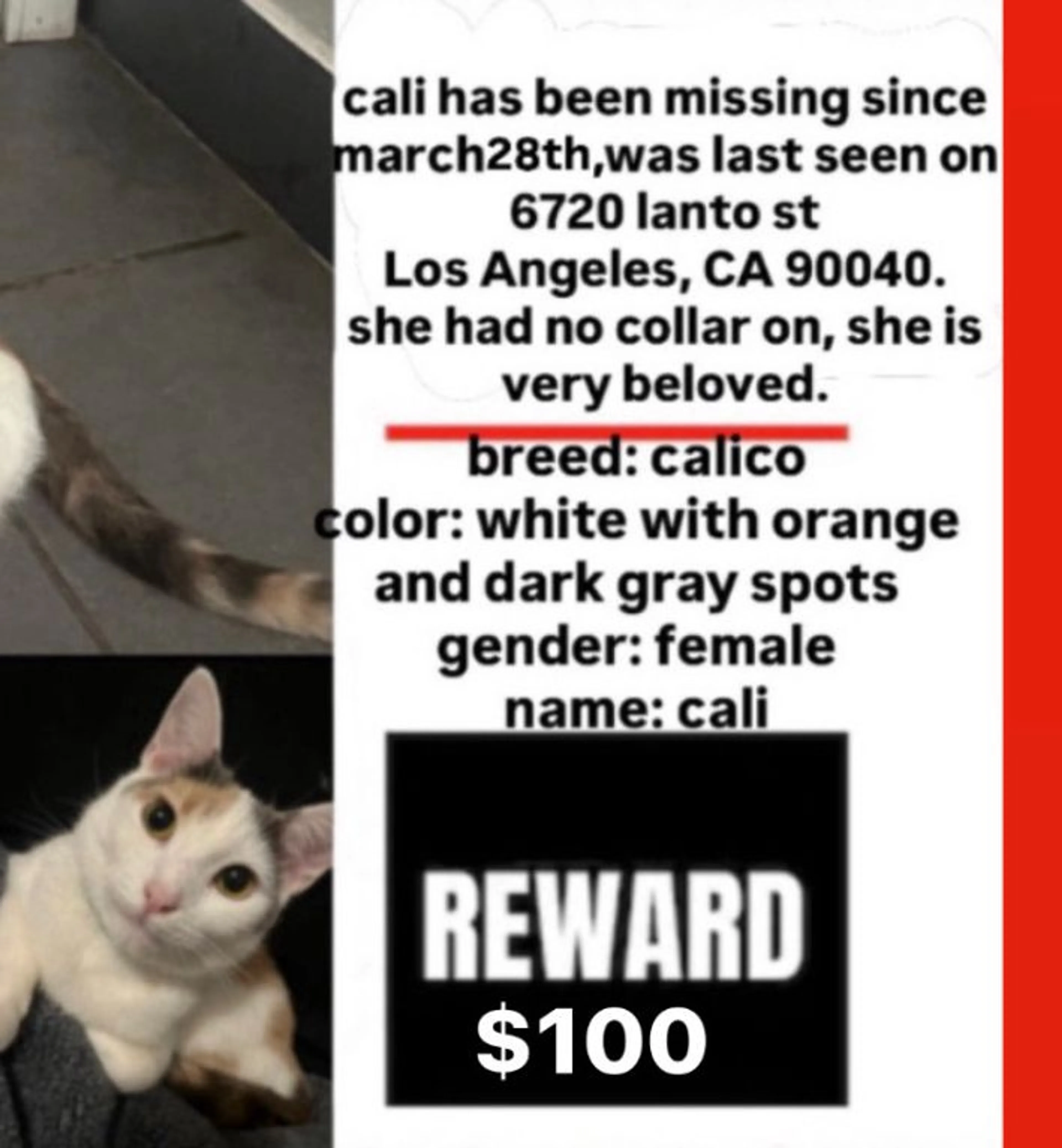 Lost pet-1
