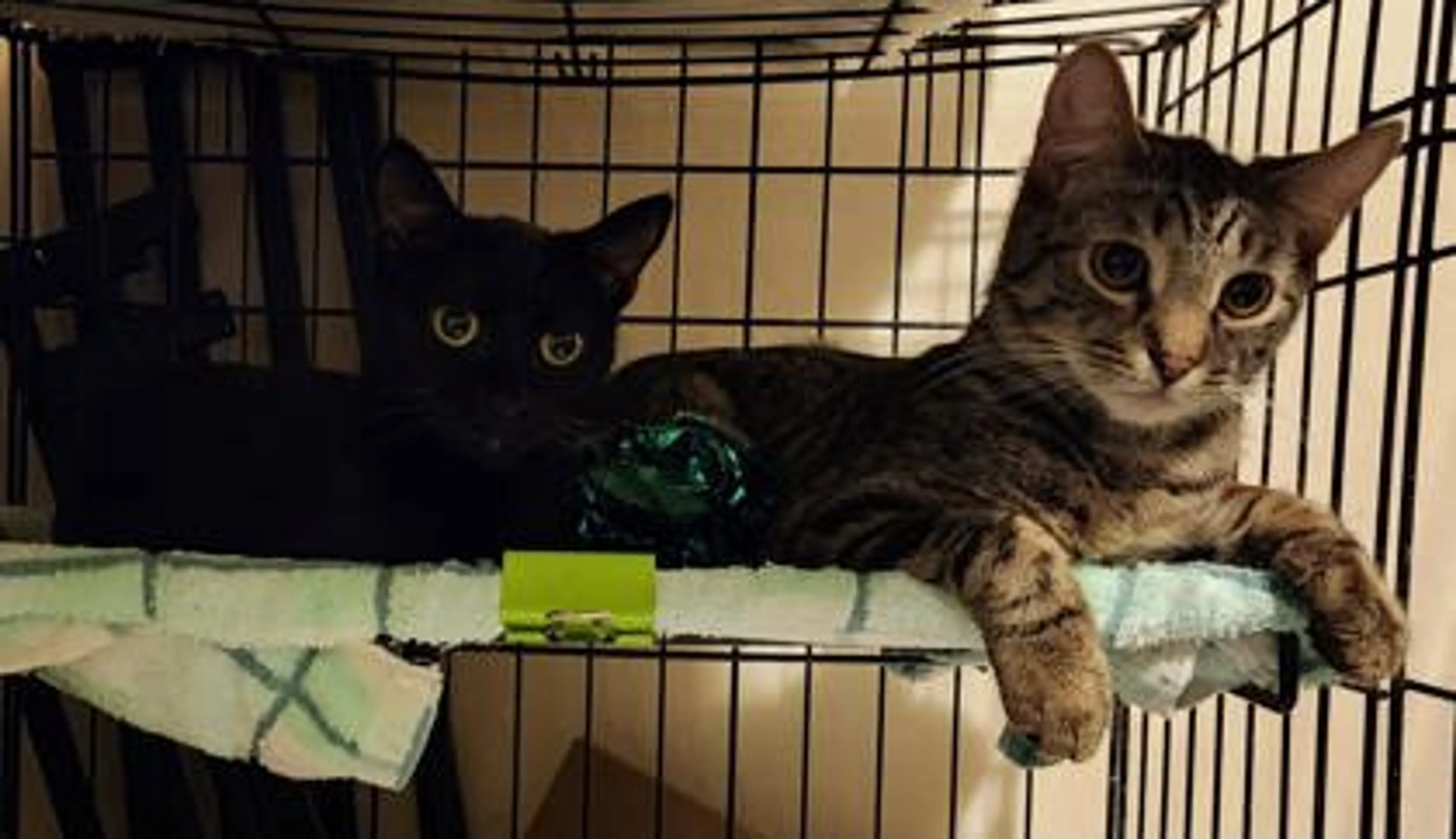 Found pet-1