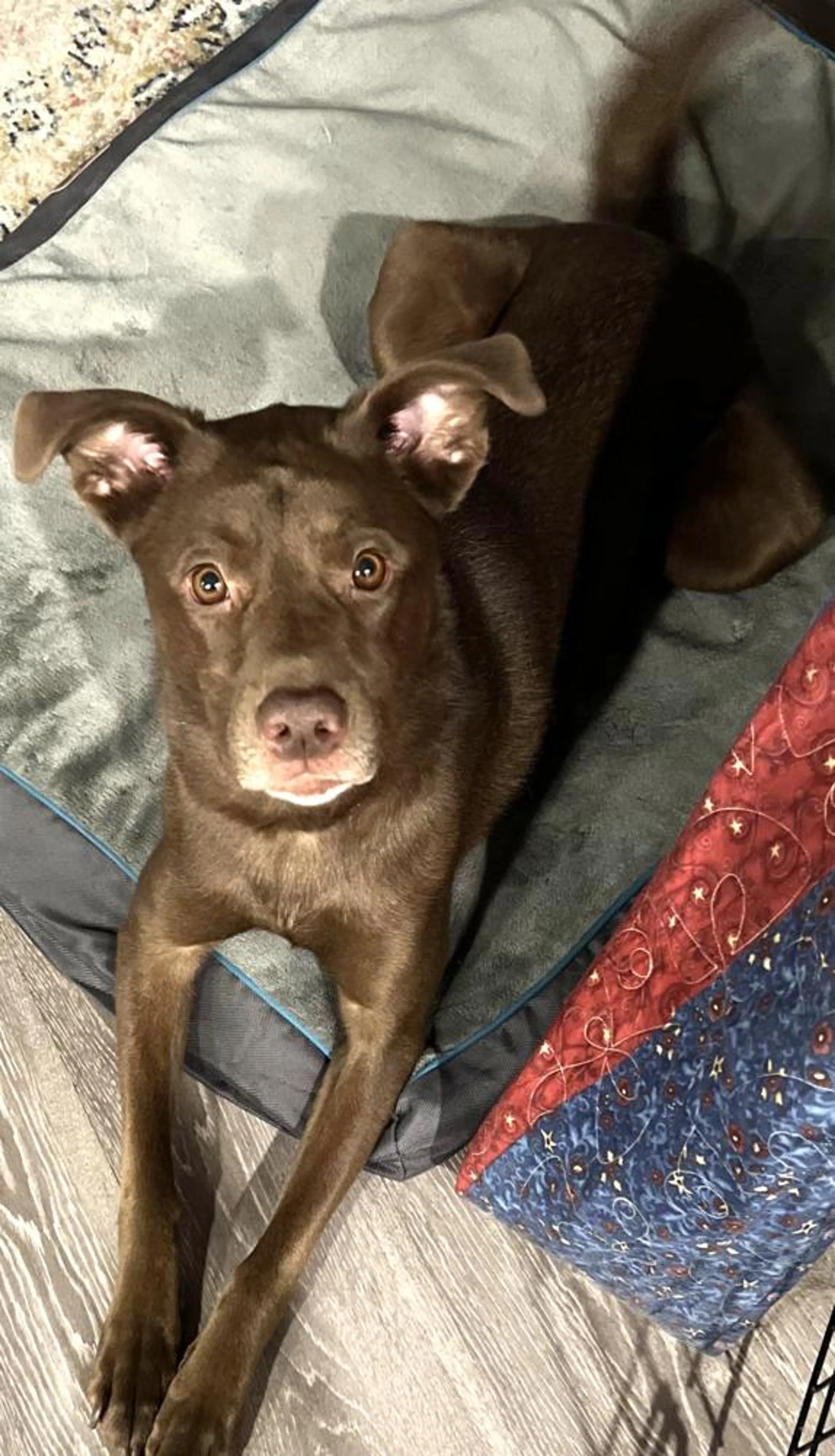 Found pet-1