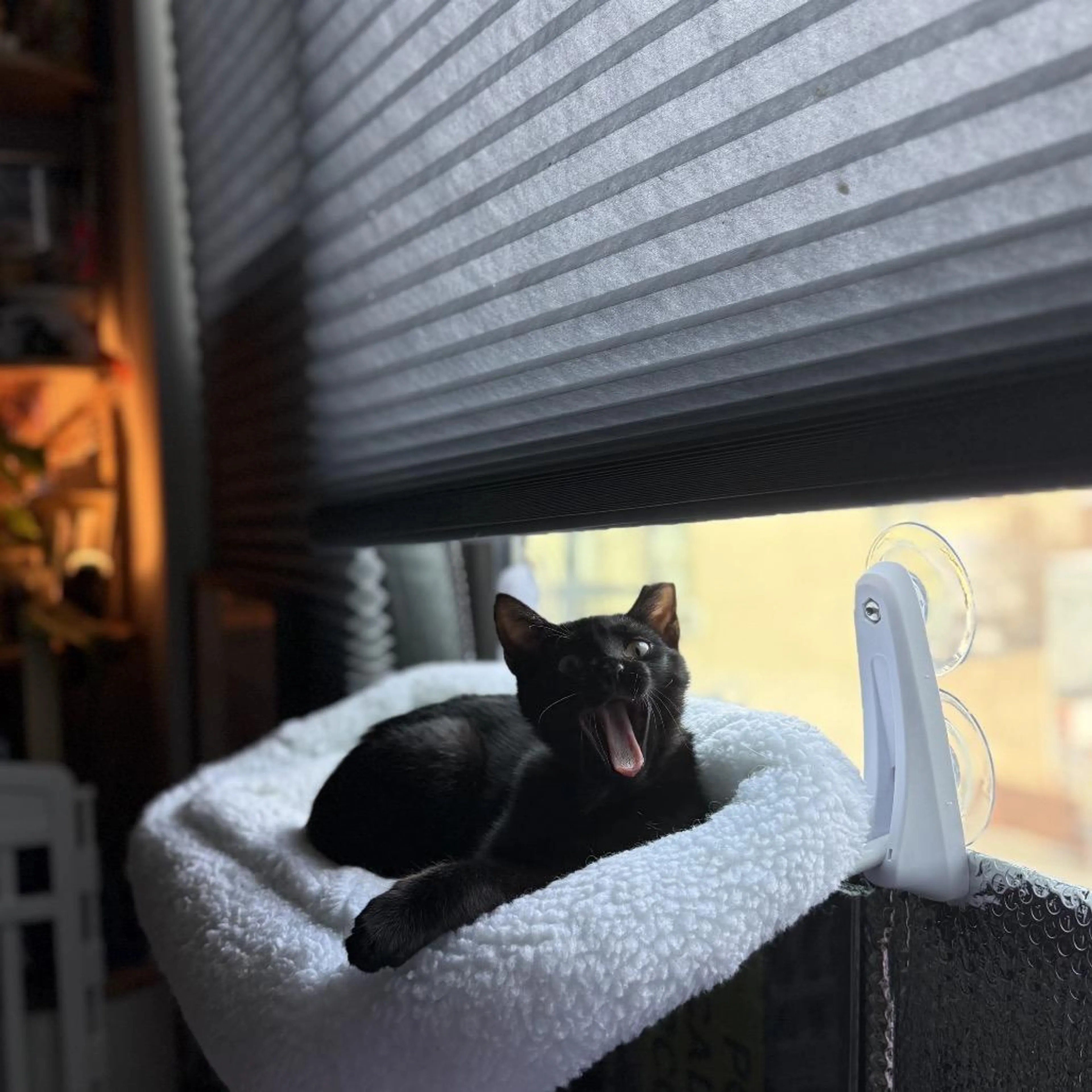 Found pet-4
