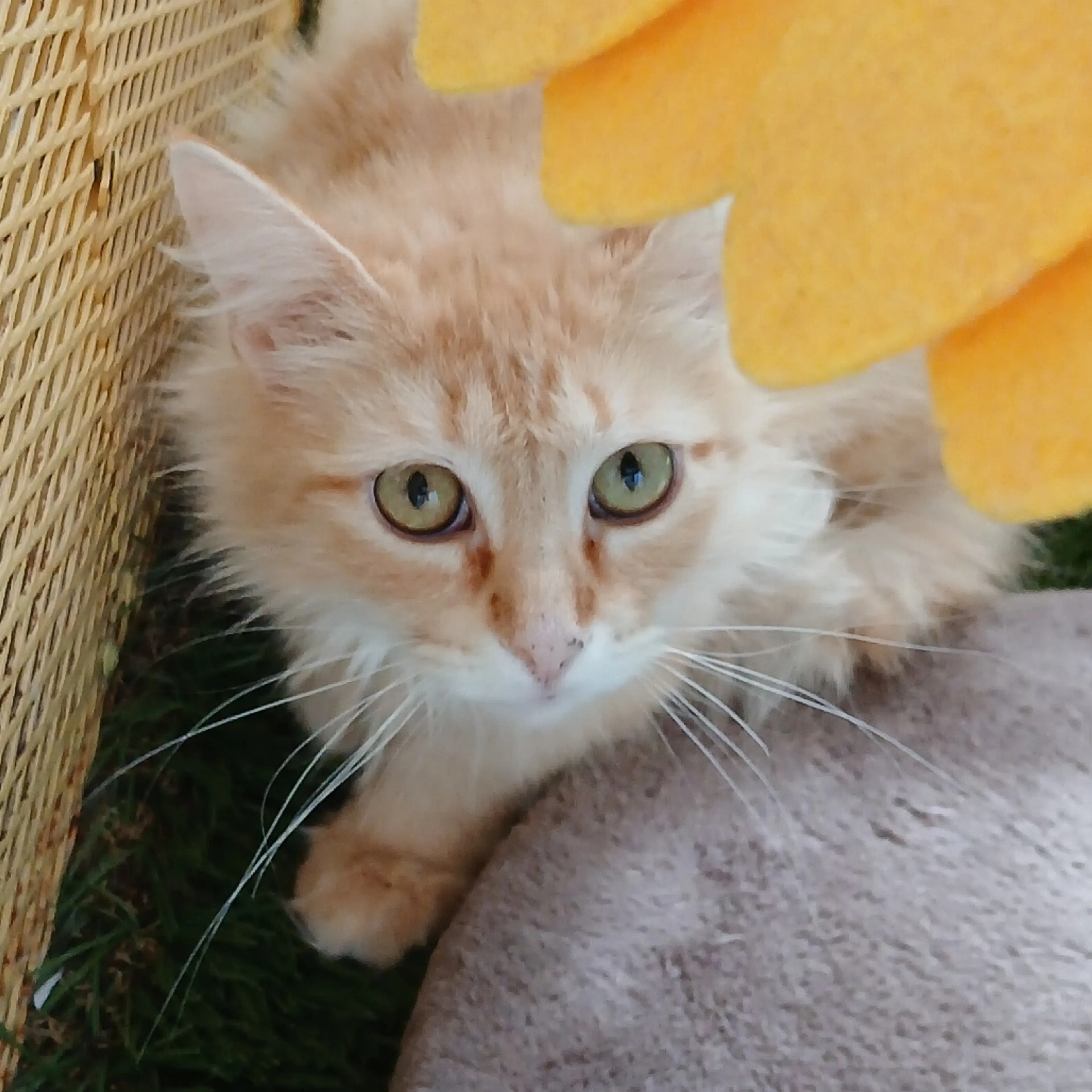 Found pet-1