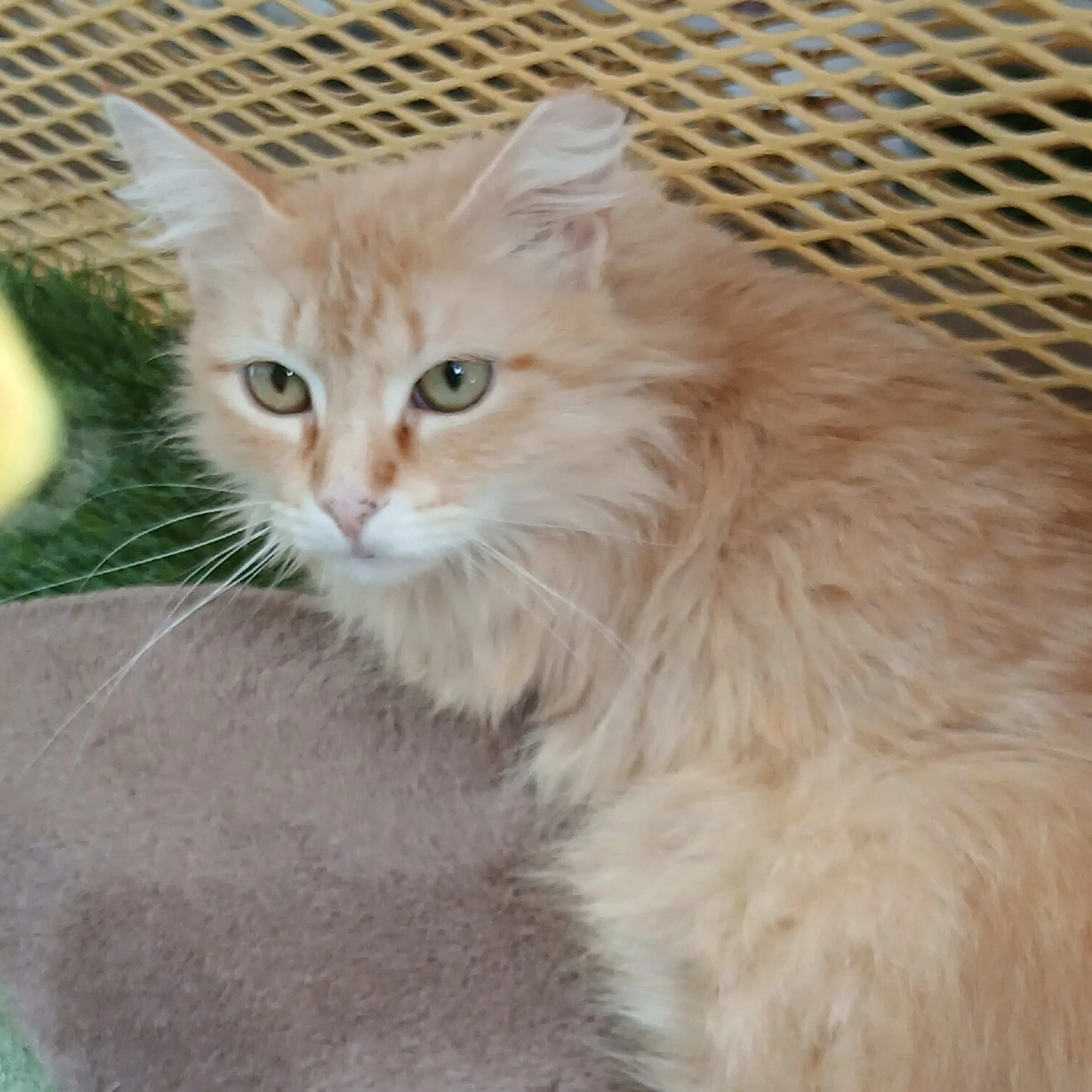Found pet-2