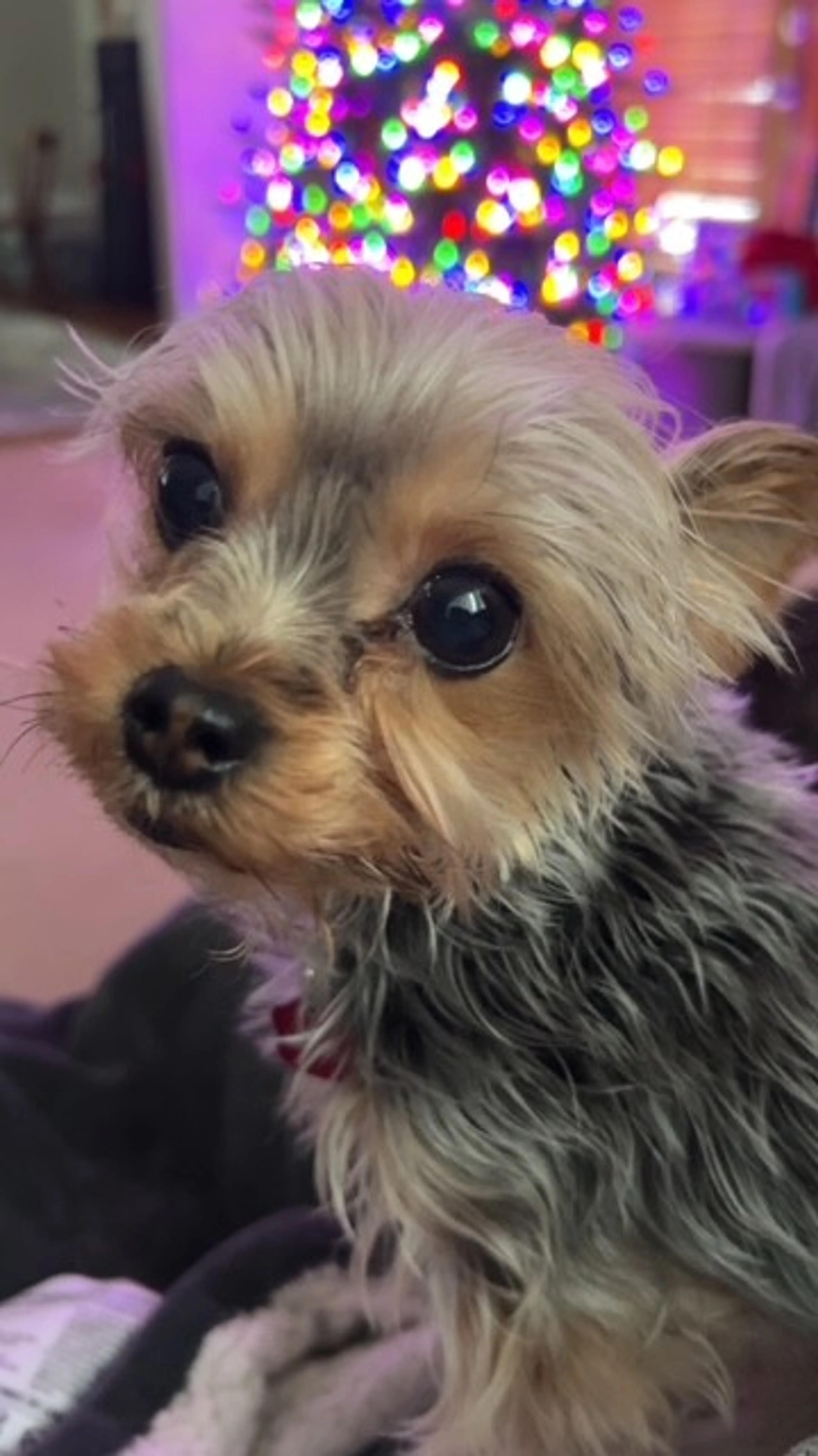 Lost pet