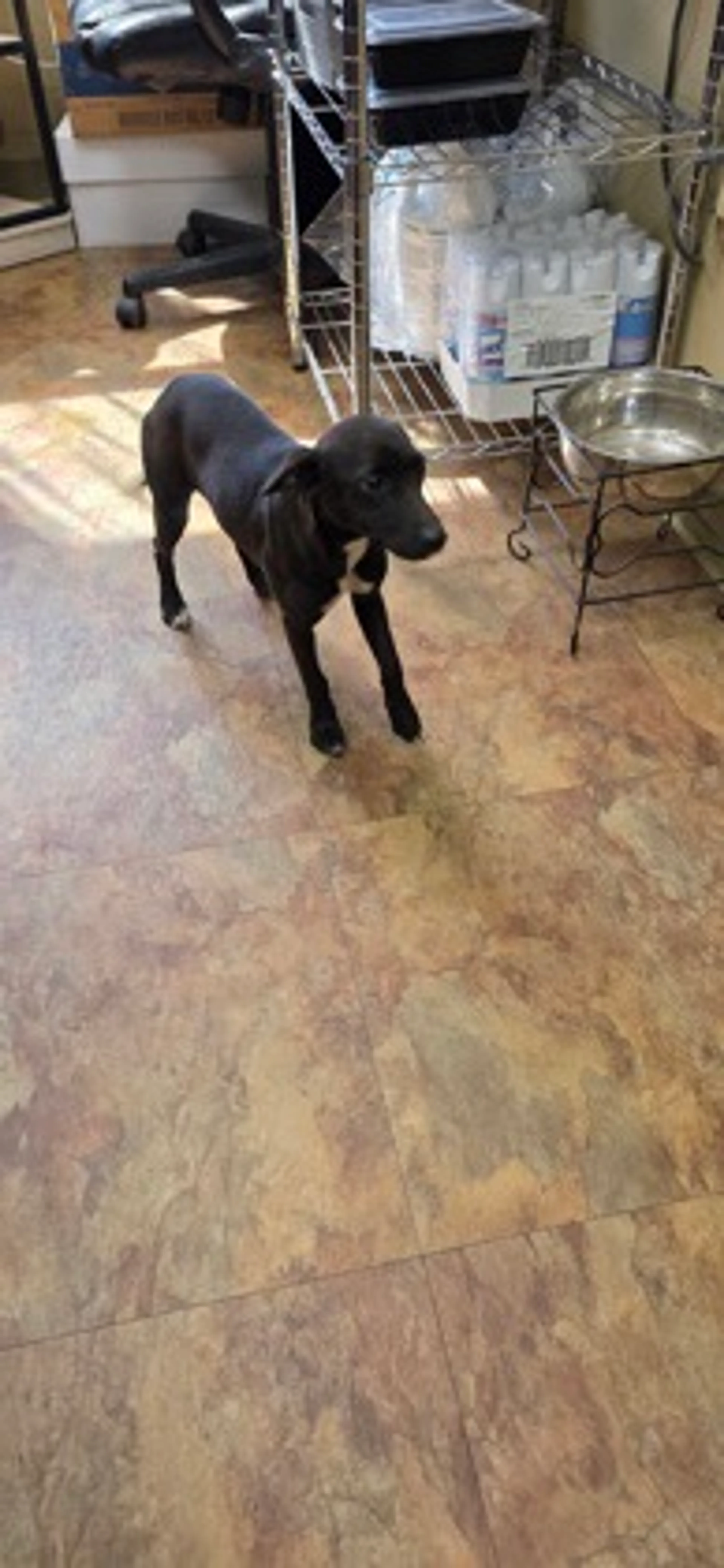 Found pet