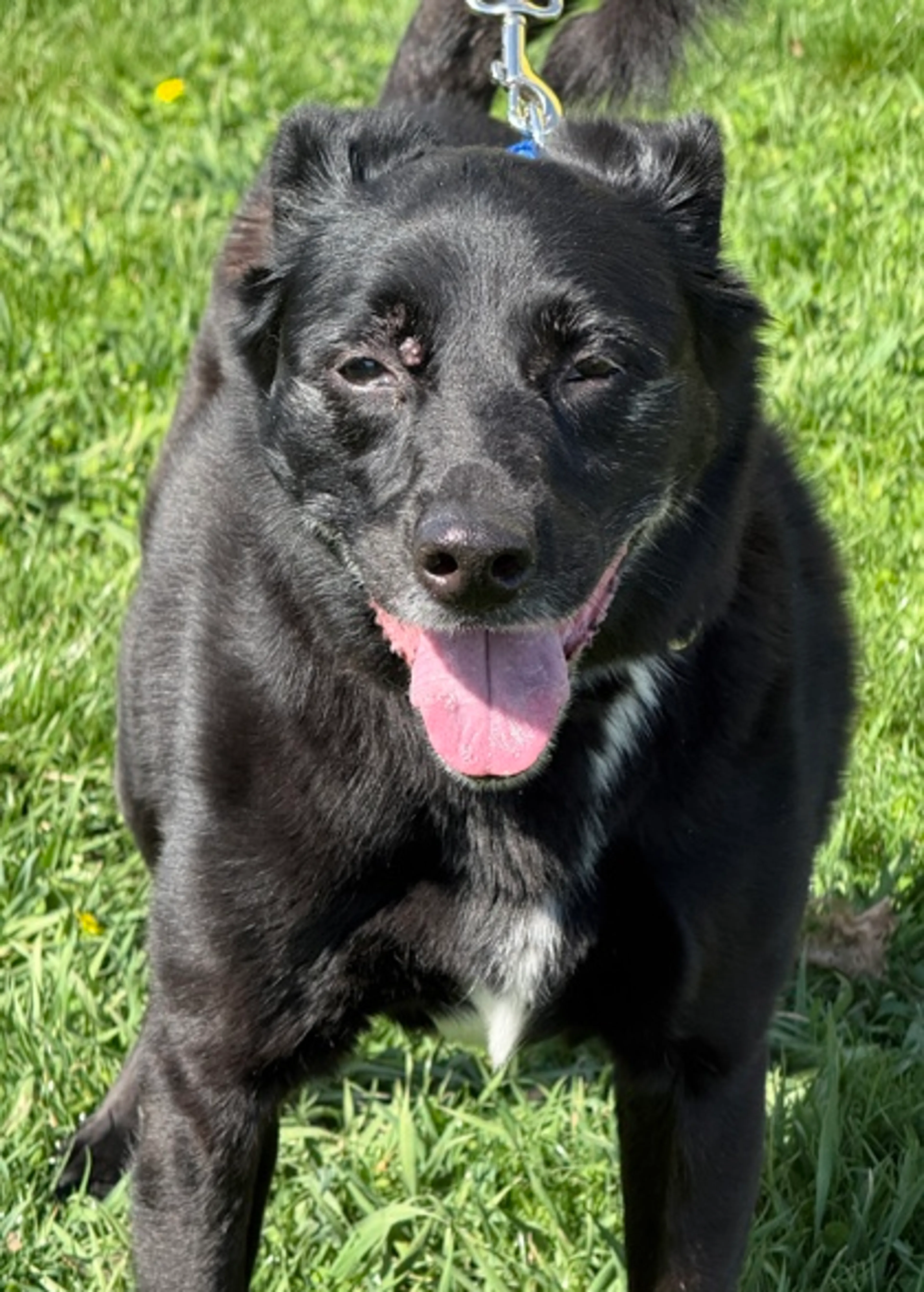 Found pet-1