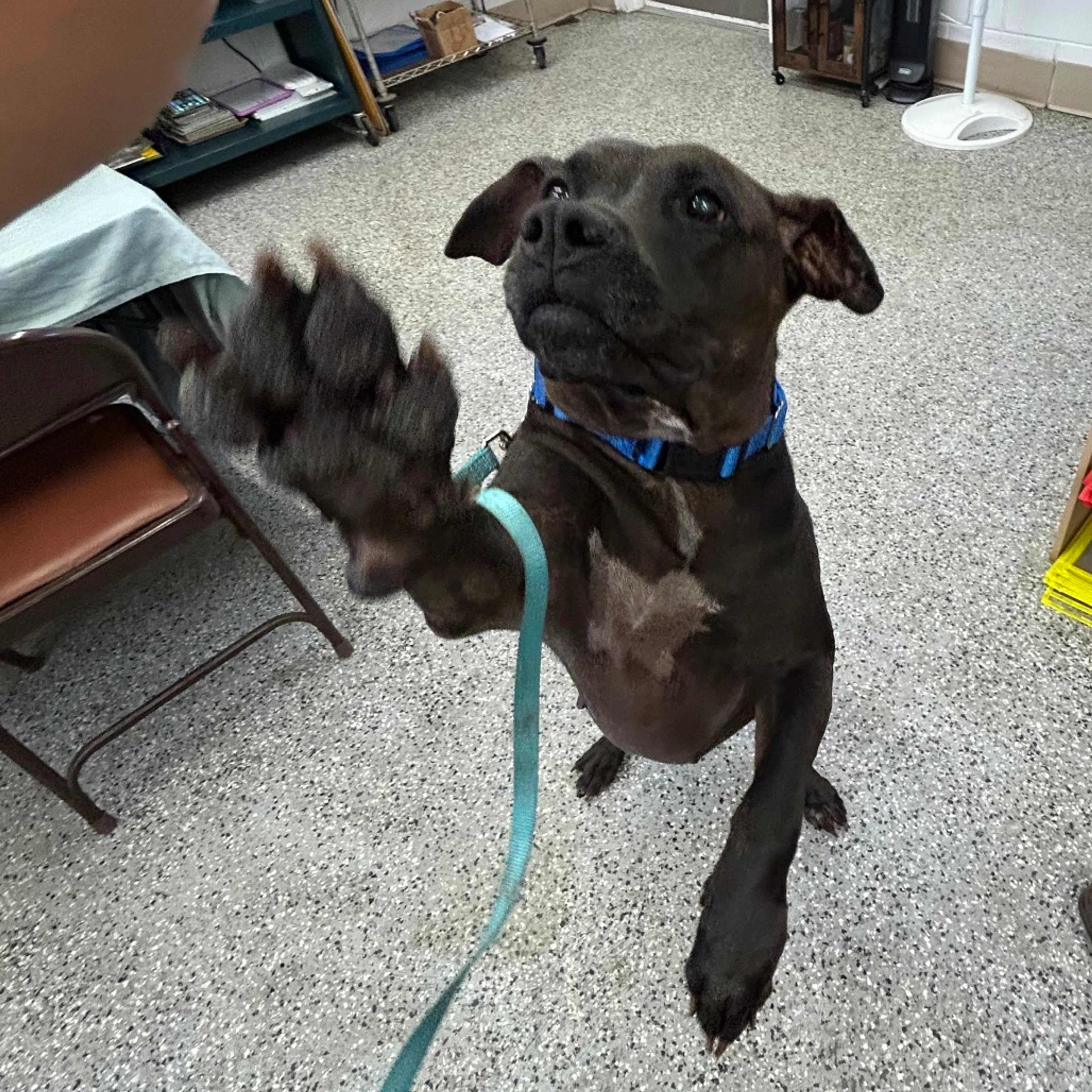 Found pet-3