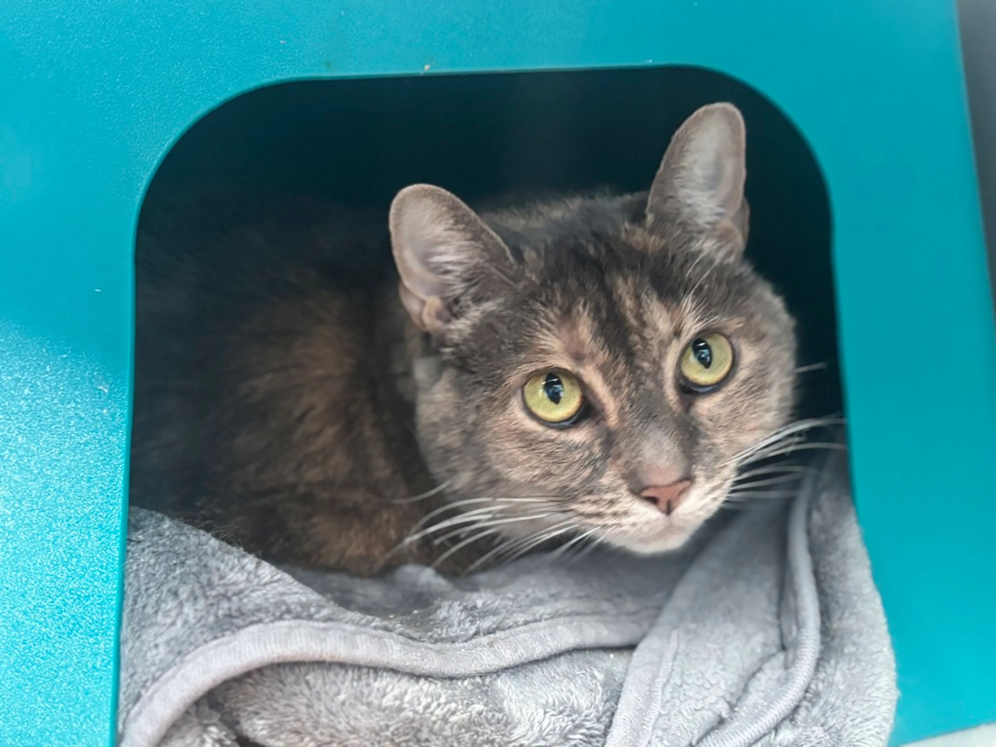 Found pet-1