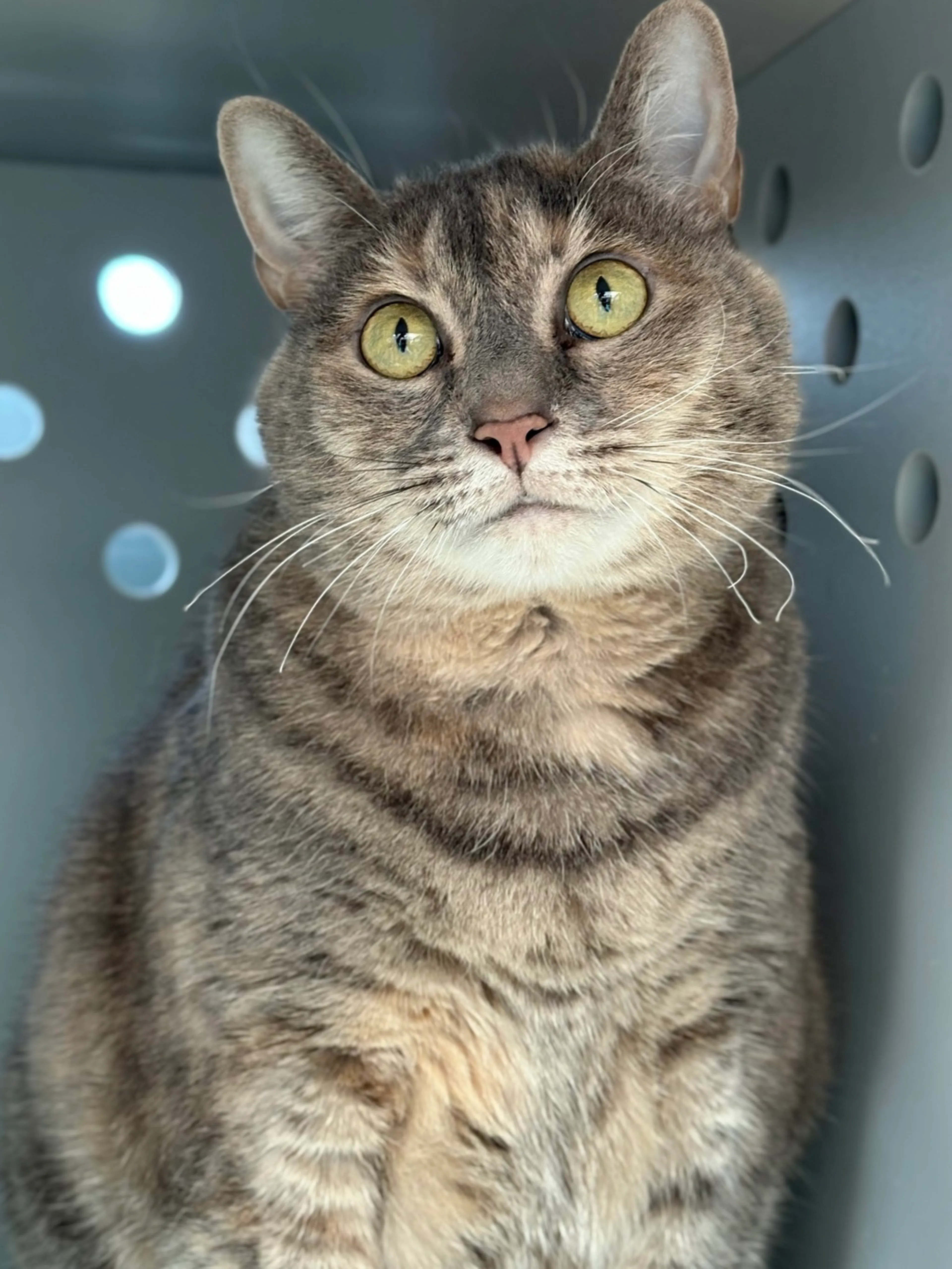 Found pet-3