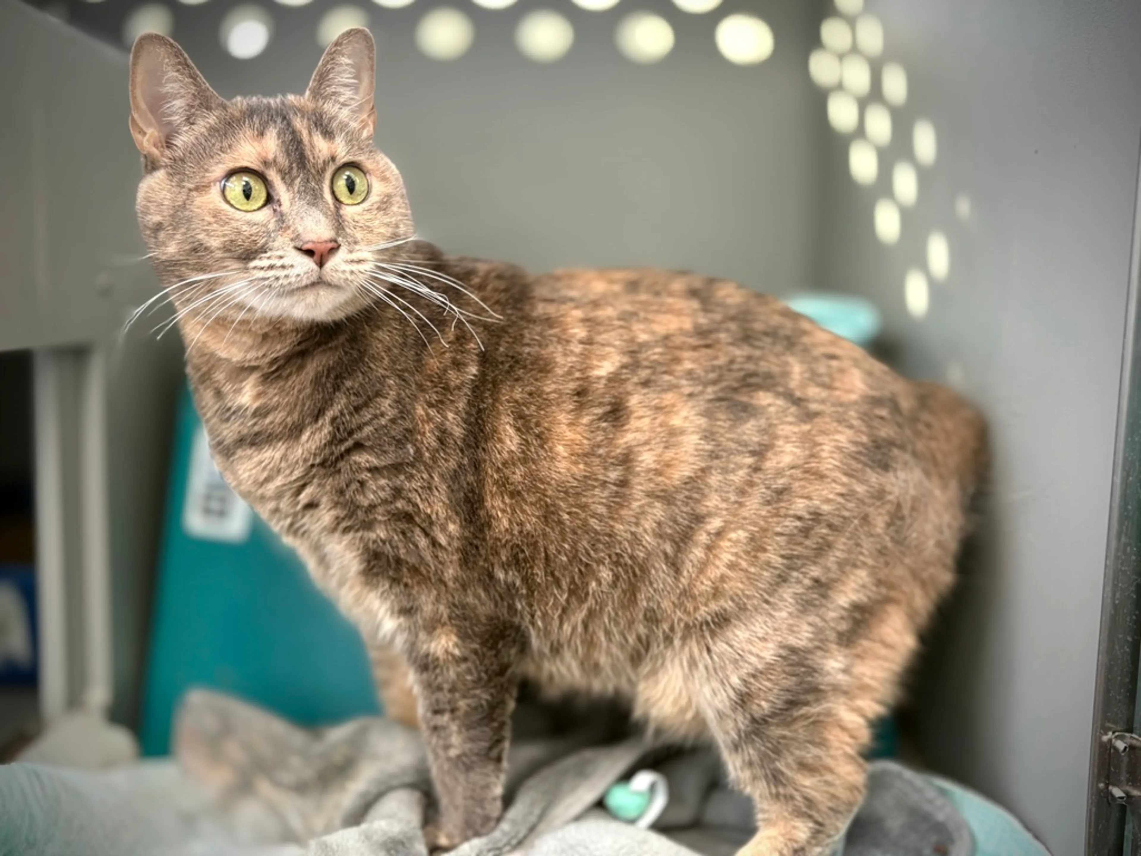 Found pet-2