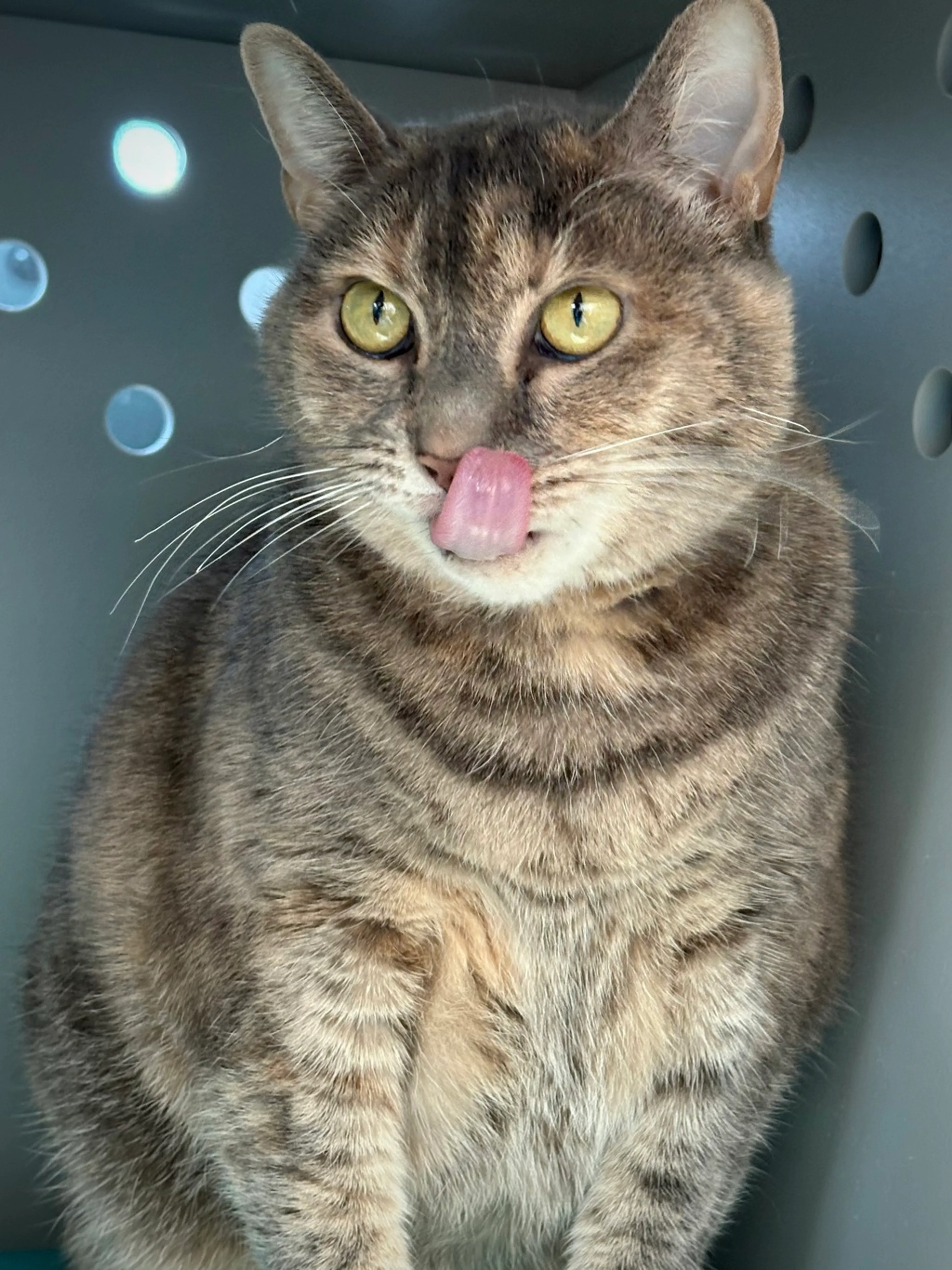 Found pet-2